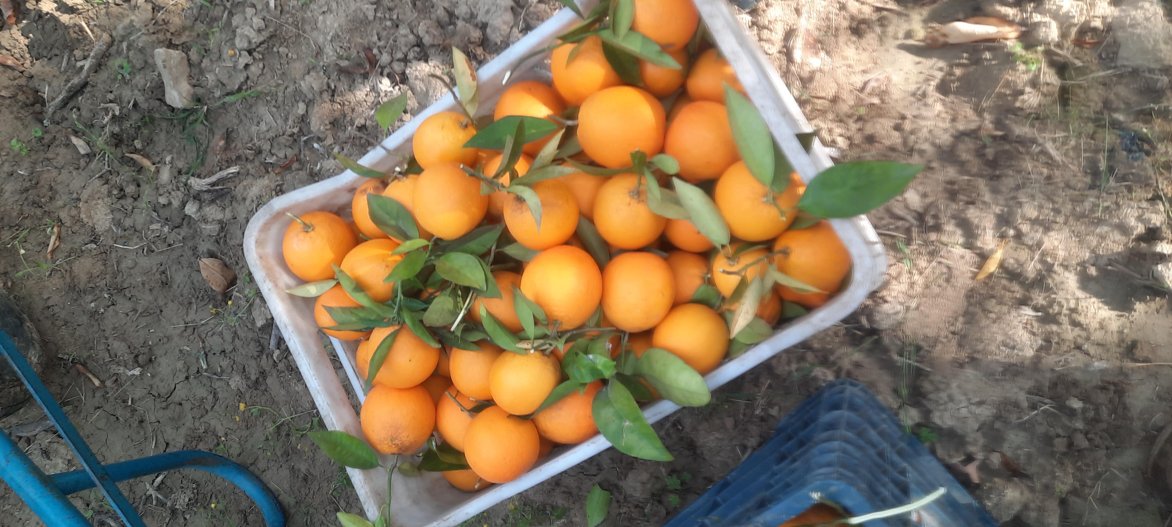 Portakal - İmdat Kılınç tarafından verilen valencia çeşidi portakal alım ilanlarını tarimziraat.com adresinde bulabilirsiniz.