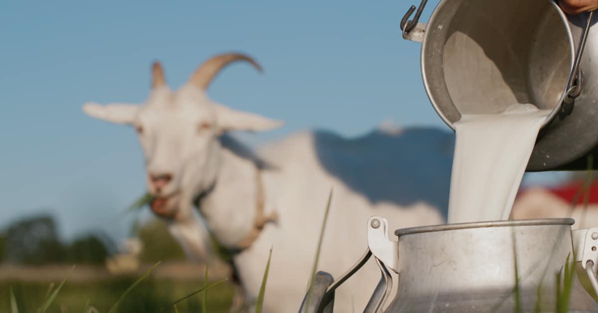 Keçi Sütü - Rıdvan Özmen tarafından verilen satılık keçi sütü ilanını ve diğer satılık keçi sütü ilanlarını tarimziraat.com adresinde bulabilirsiniz