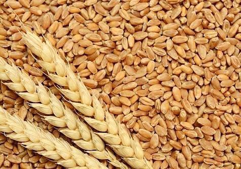 Ibrahim Konç Satılık Buğday (Ekmeklik) - 15.06.2023