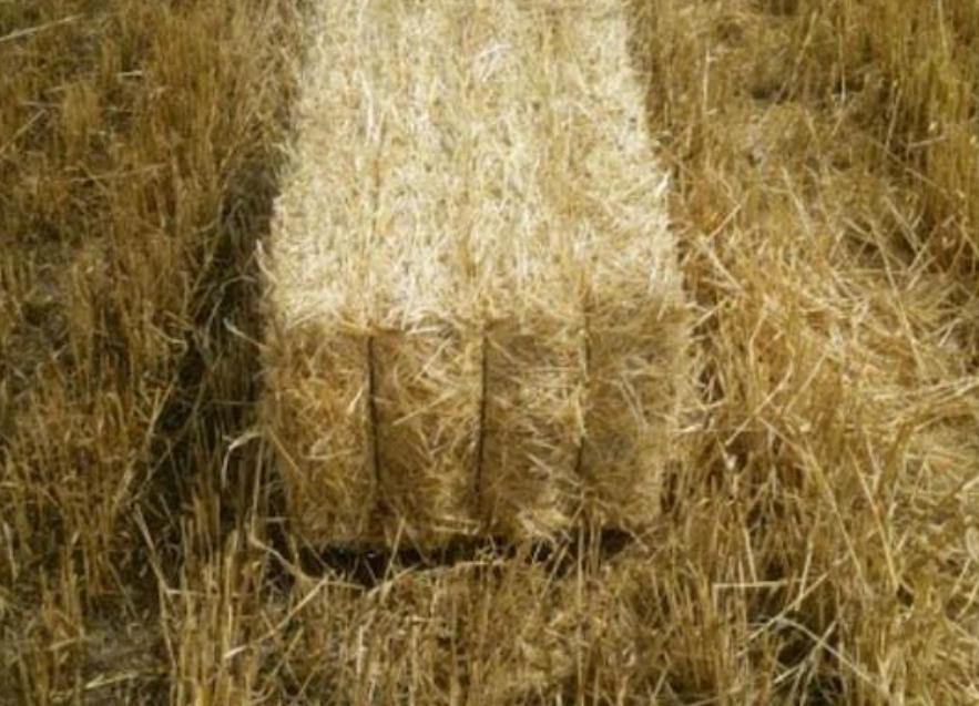 Mardi̇n Mb Satılık Buğday samanı - 17.06.2023