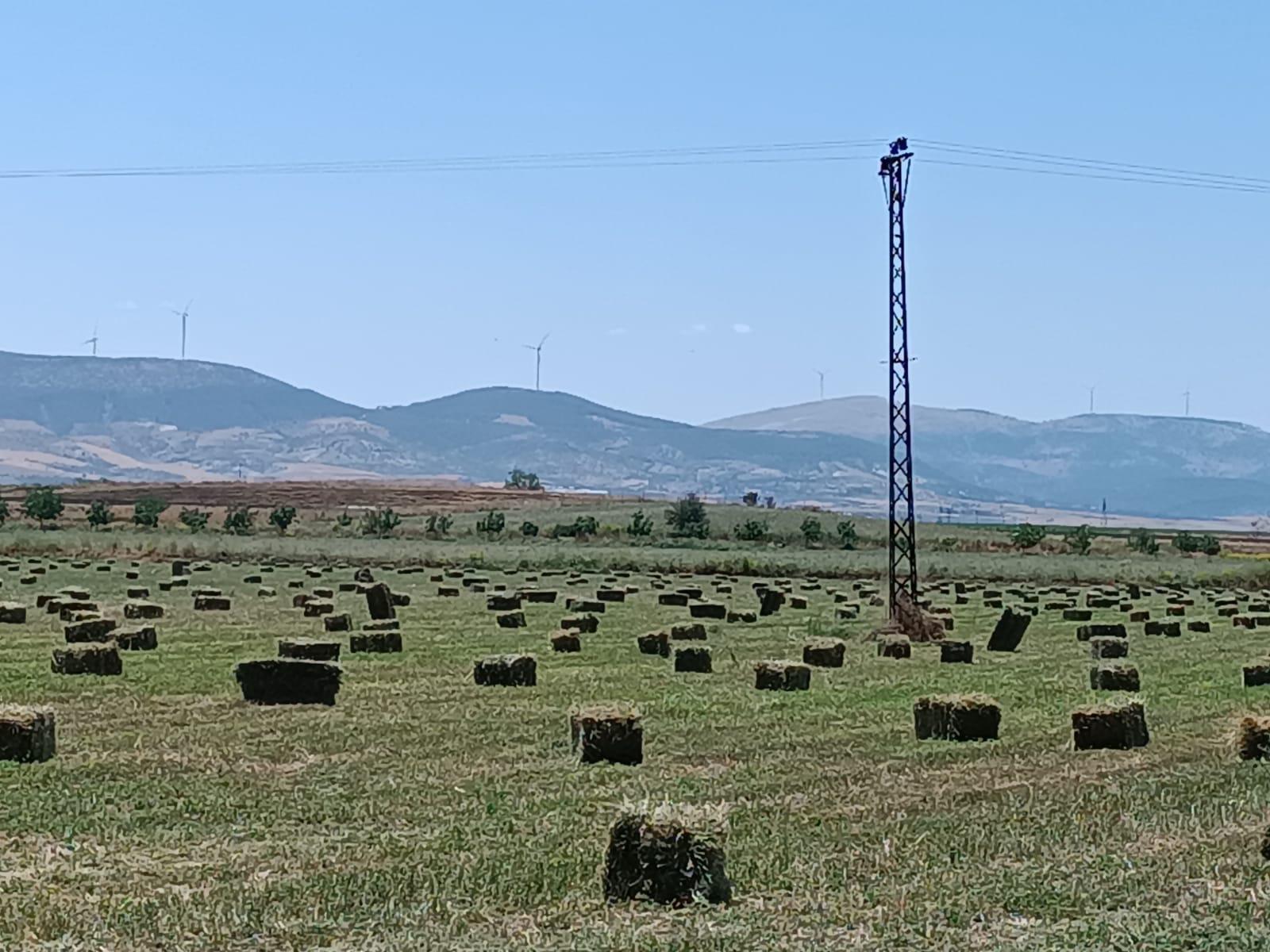 Yonca Balyası - Emrah Koç tarafından verilen satılık yonca balyası ilanını ve diğer satılık yonca balyası ilanlarını tarimziraat.com adresinde bulabilirsiniz