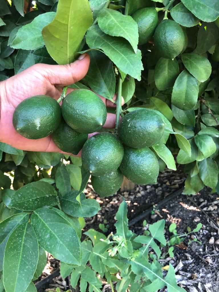 Limon - Mert Yılmaz tarafından verilen satılık limon ilanını ve diğer satılık limon ilanlarını tarimziraat.com adresinde bulabilirsiniz