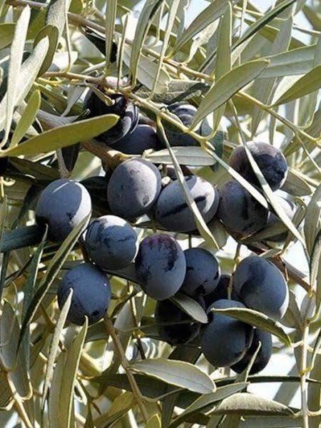 Fatih Vural Satılık Zeytin - 07.09.2023