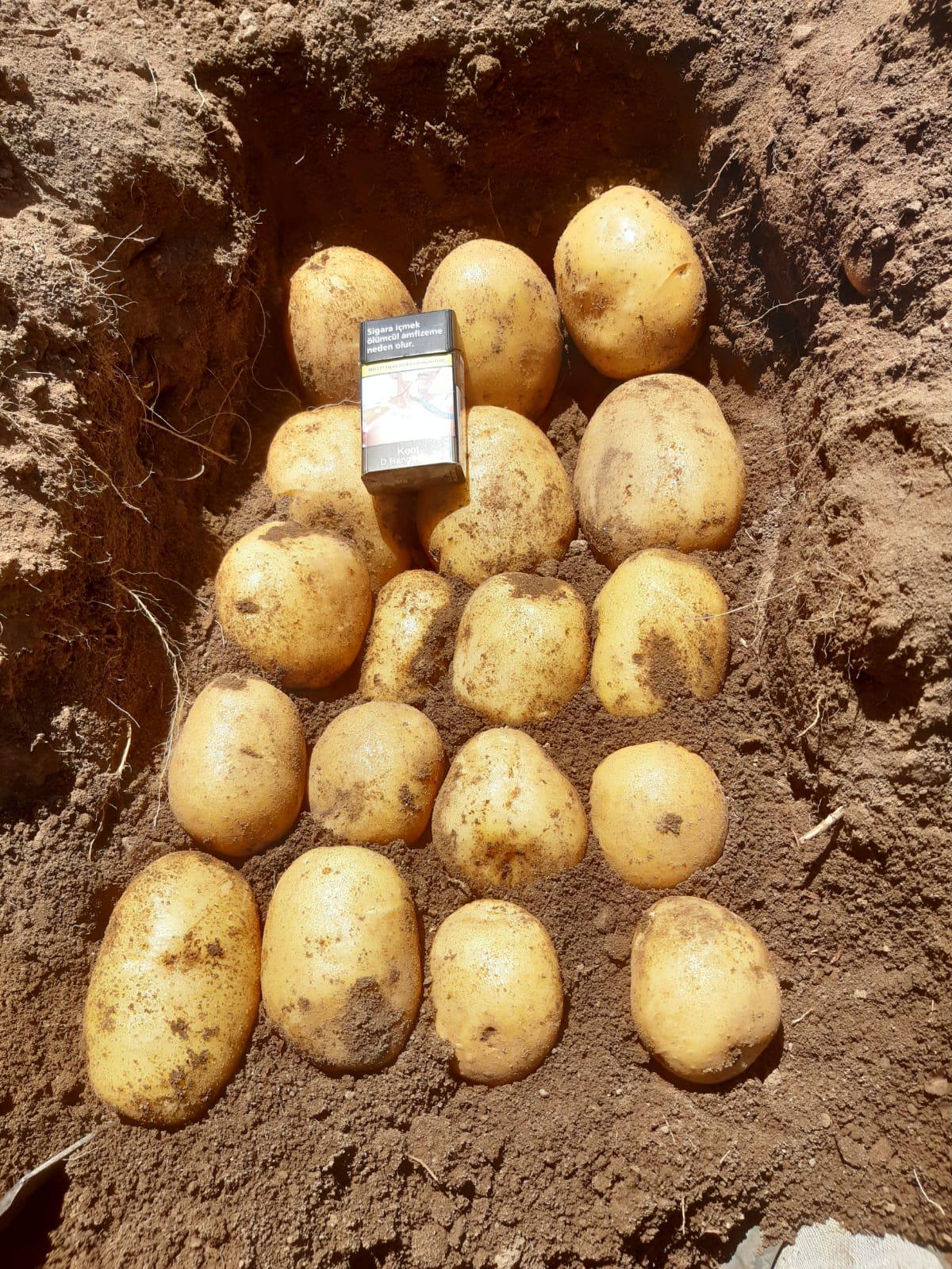 Patates - Volkan Adadeniz tarafından verilen satılık madeleine çeşidi patates  ilanını ve diğer satılık patates ilanlarını tarimziraat.com adresinde bulabilirsiniz