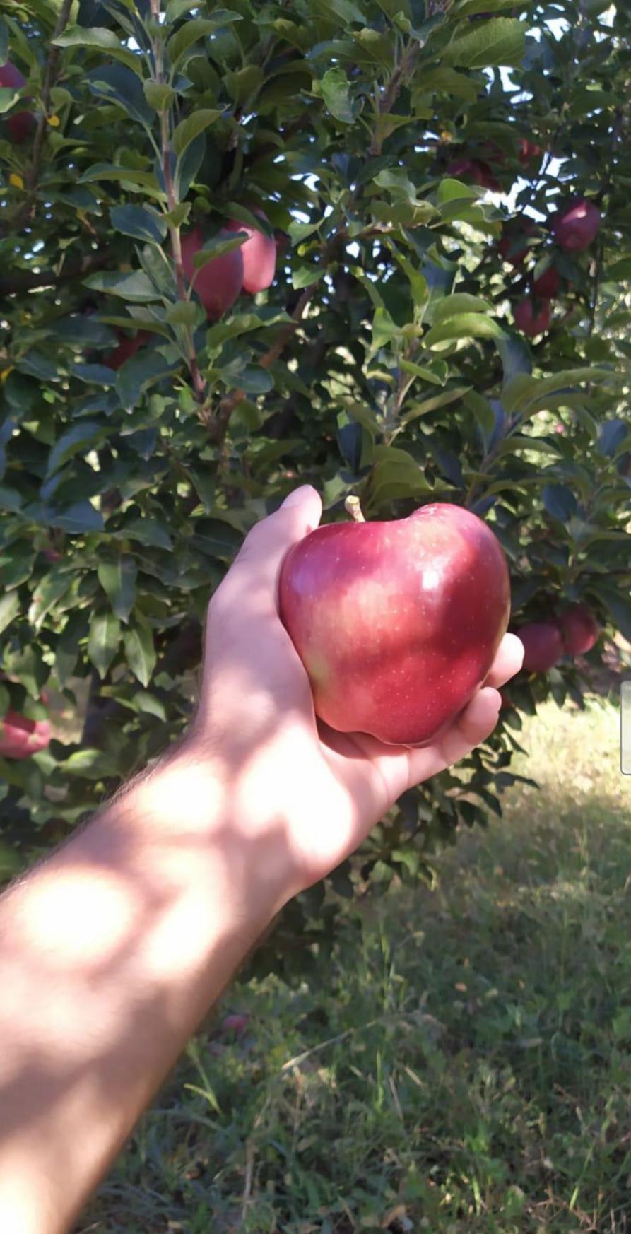 Elma - Mehmet Ali Özer tarafından verilen satılık starking delicious çeşidi elma  ilanını ve diğer satılık elma ilanlarını tarimziraat.com adresinde bulabilirsiniz