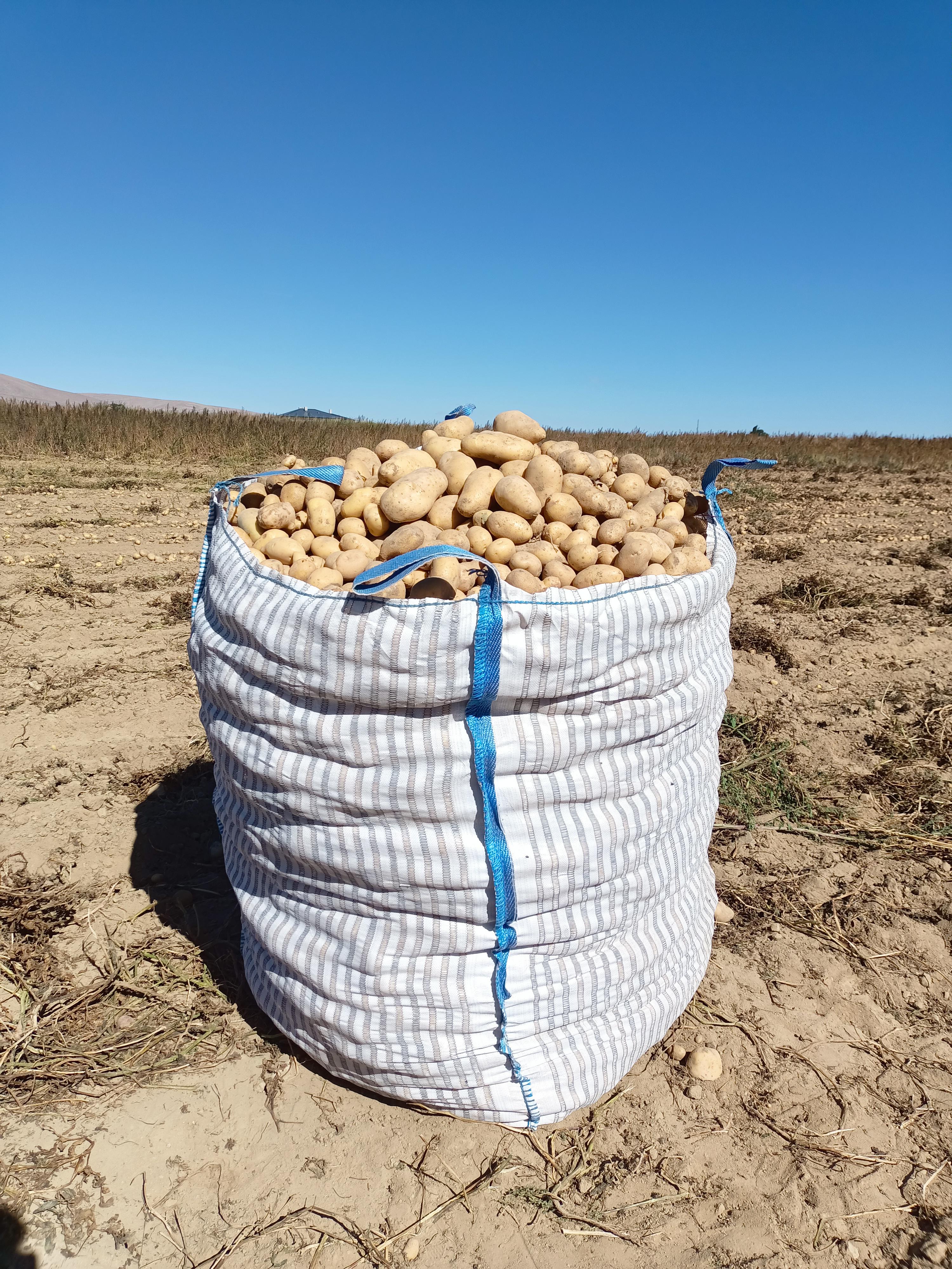 Hüseyin Kara Satılık Patates - 15.10.2023