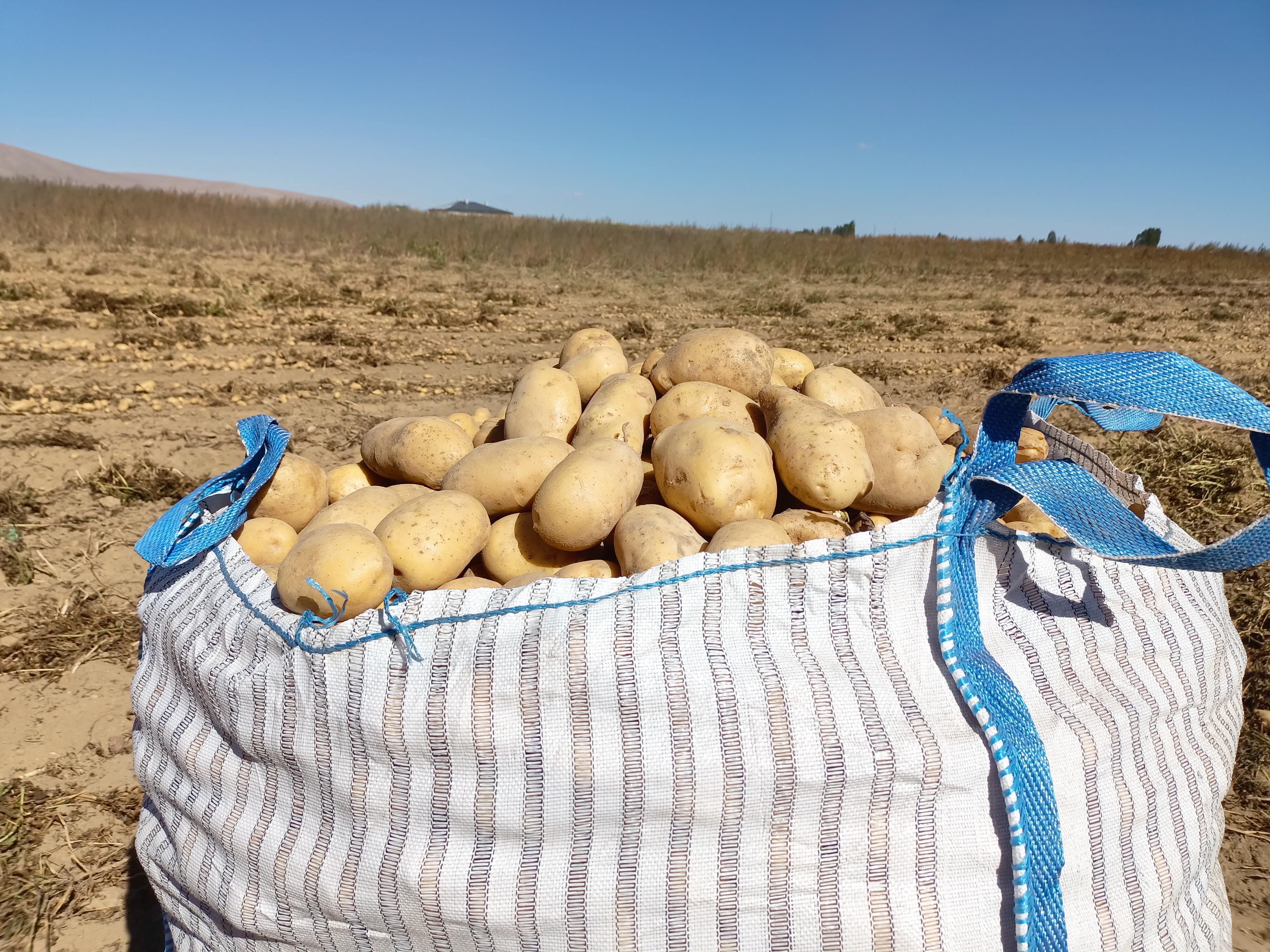 Hüseyin Kara Satılık Patates - 15.10.2023