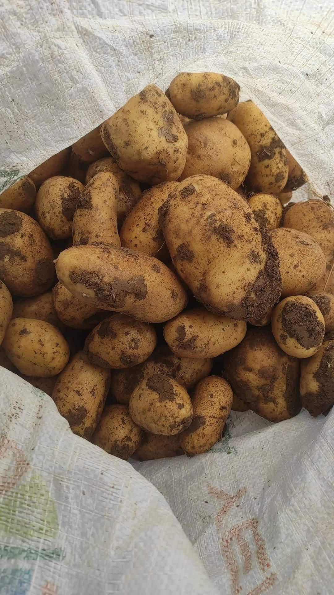 Ahmet Sarıtaş Satılık Patates - 21.10.2023