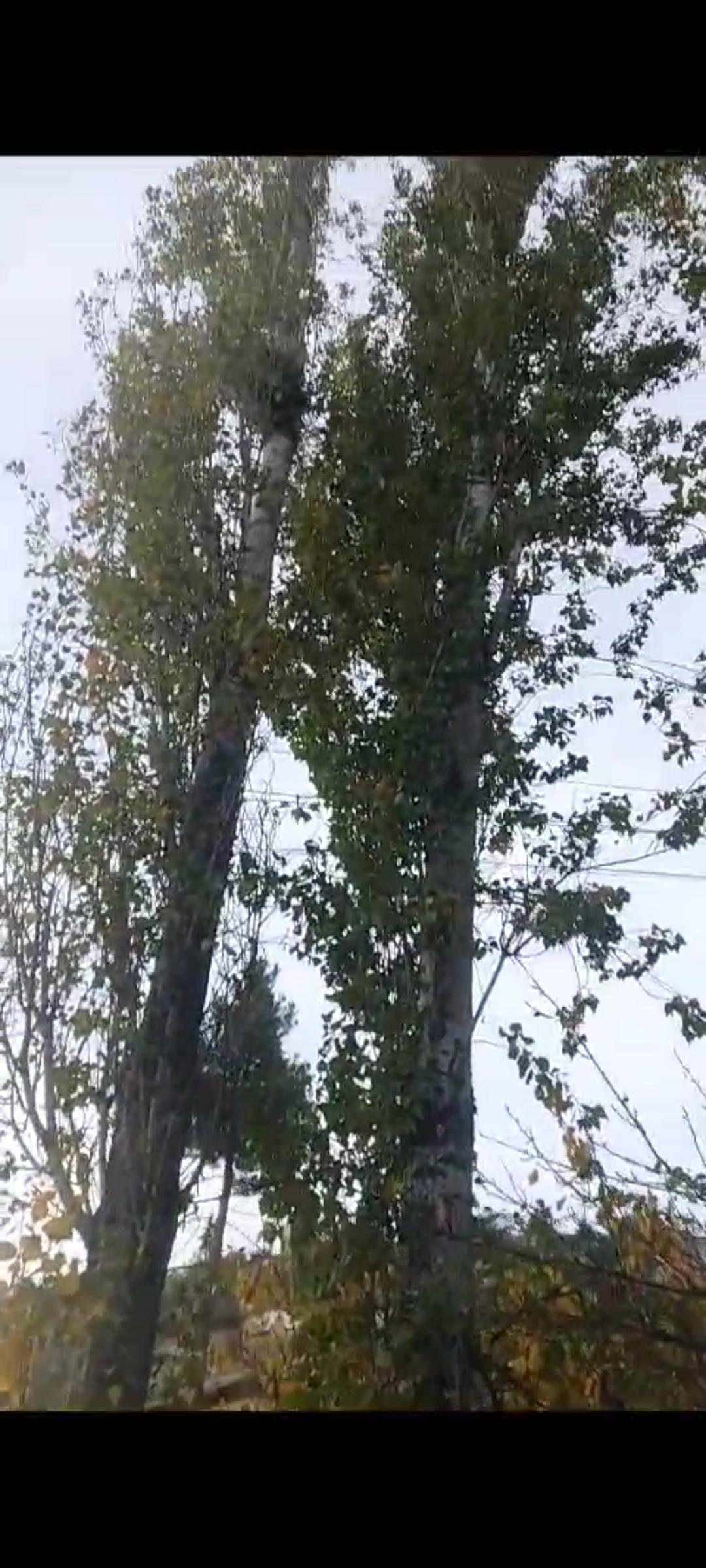 Kavak ağacı - Emrah Akyüz tarafından verilen satılık kavak ağacı ilanını ve diğer satılık kavak ağacı ilanlarını tarimziraat.com adresinde bulabilirsiniz