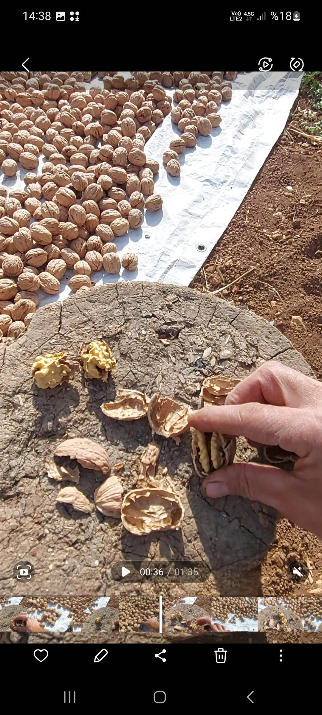 Kahramanmaraş Pazarcık Satılık Ceviz