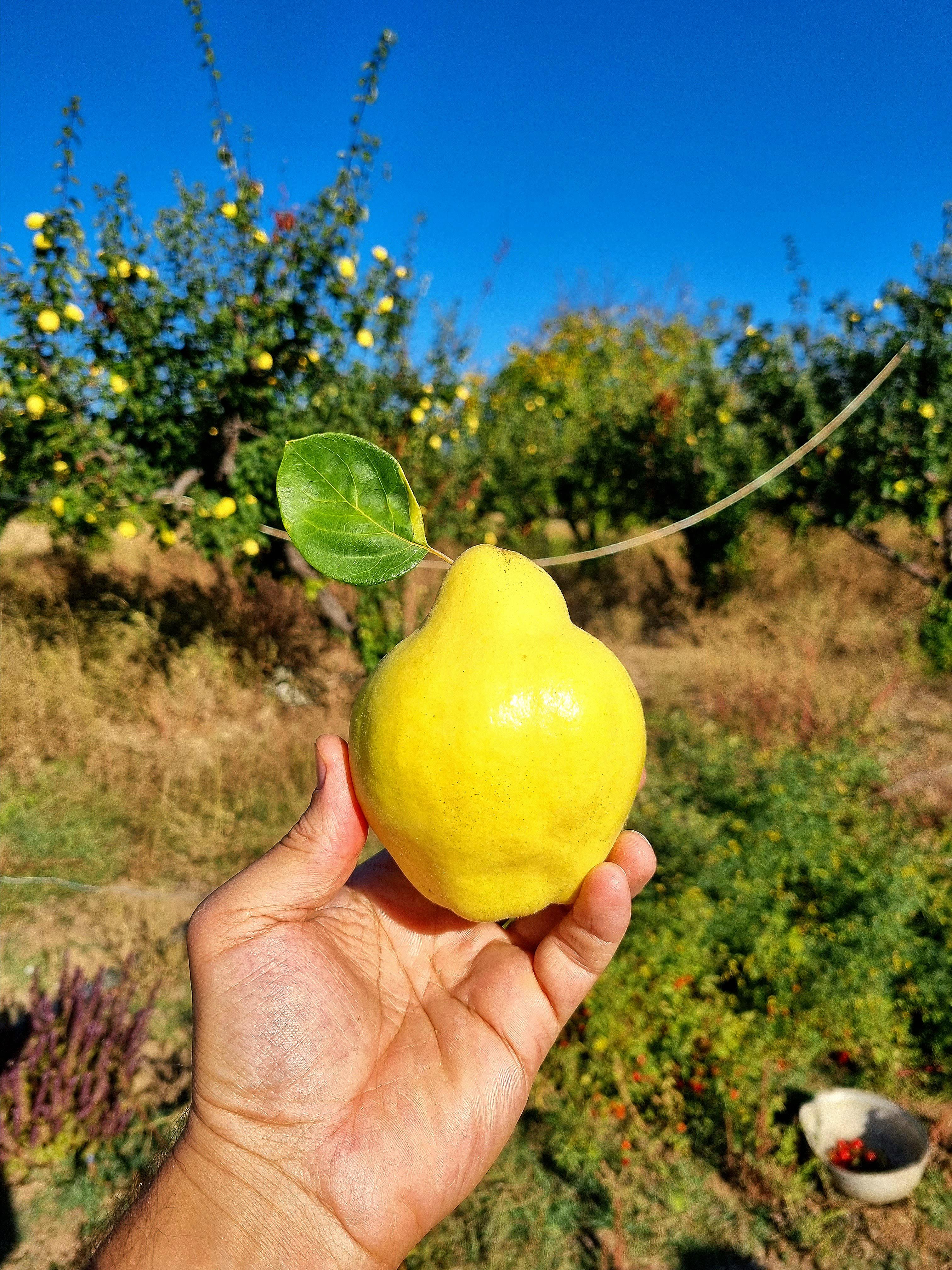 Ayva - Alparslan Halil tarafından verilen satılık ekmek çeşidi ayva  ilanını ve diğer satılık ayva ilanlarını tarimziraat.com adresinde bulabilirsiniz