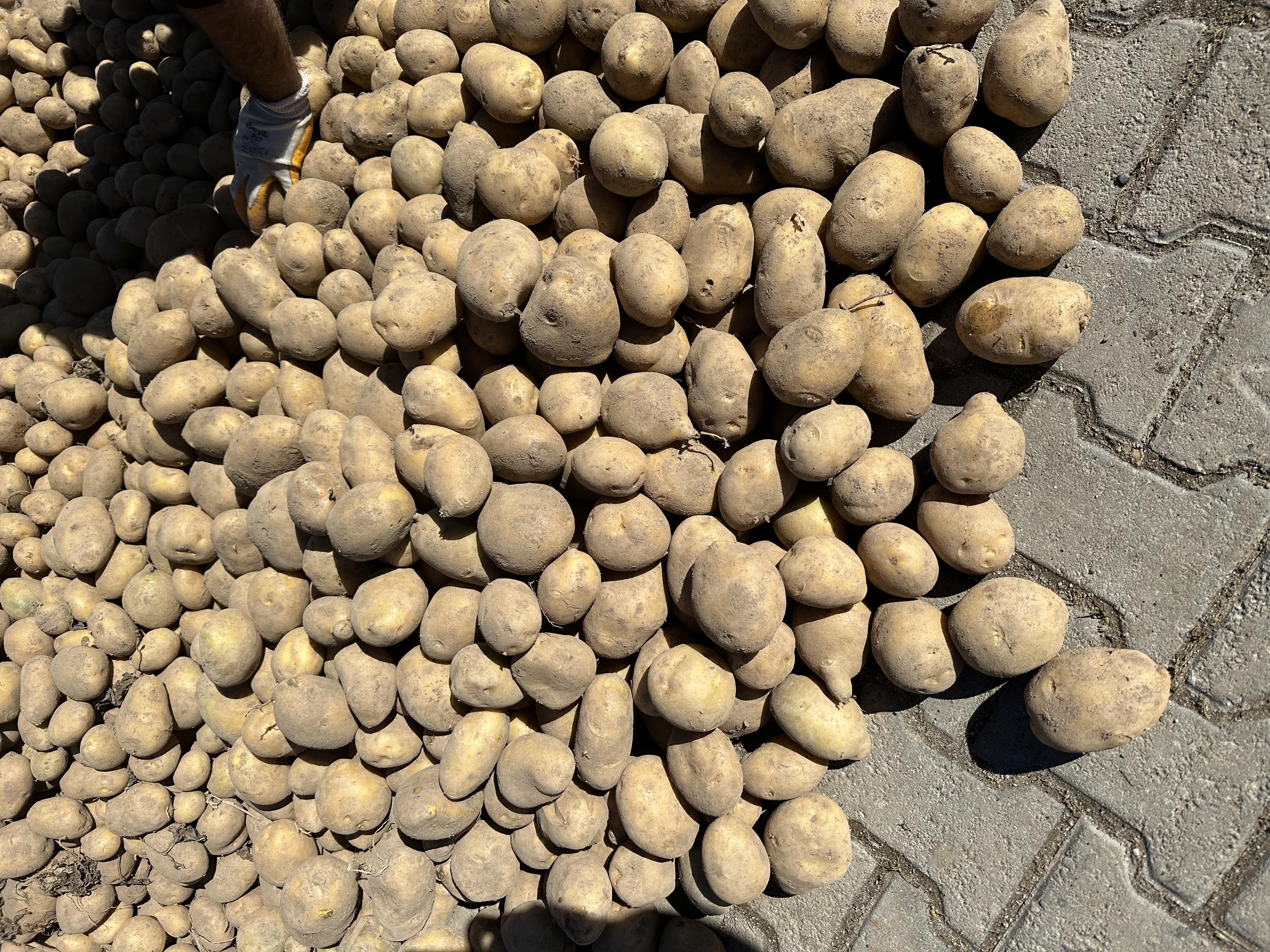 Bitlis Ahlat Satılık Patates