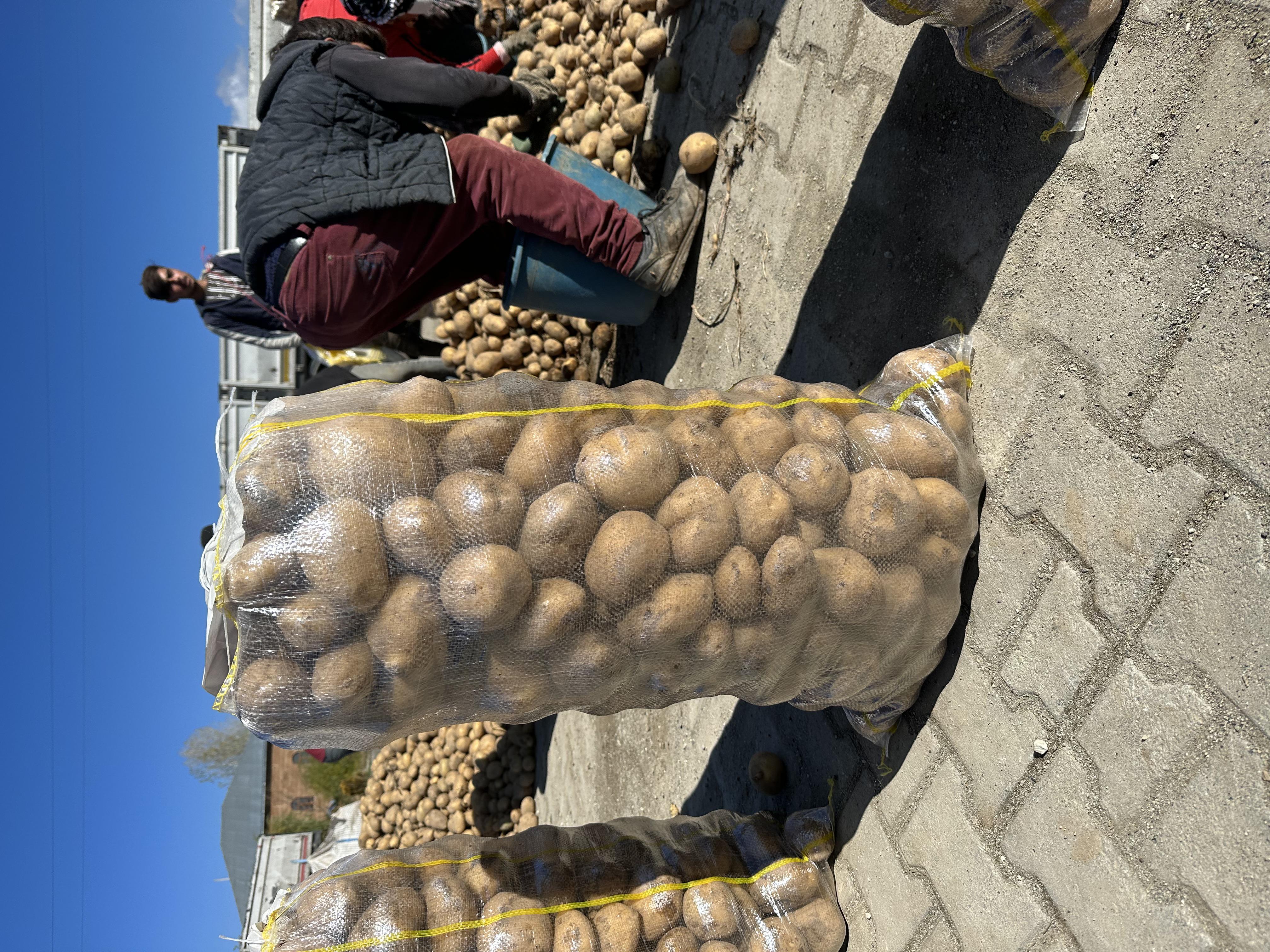 Bitlis Ahlat Satılık Patates