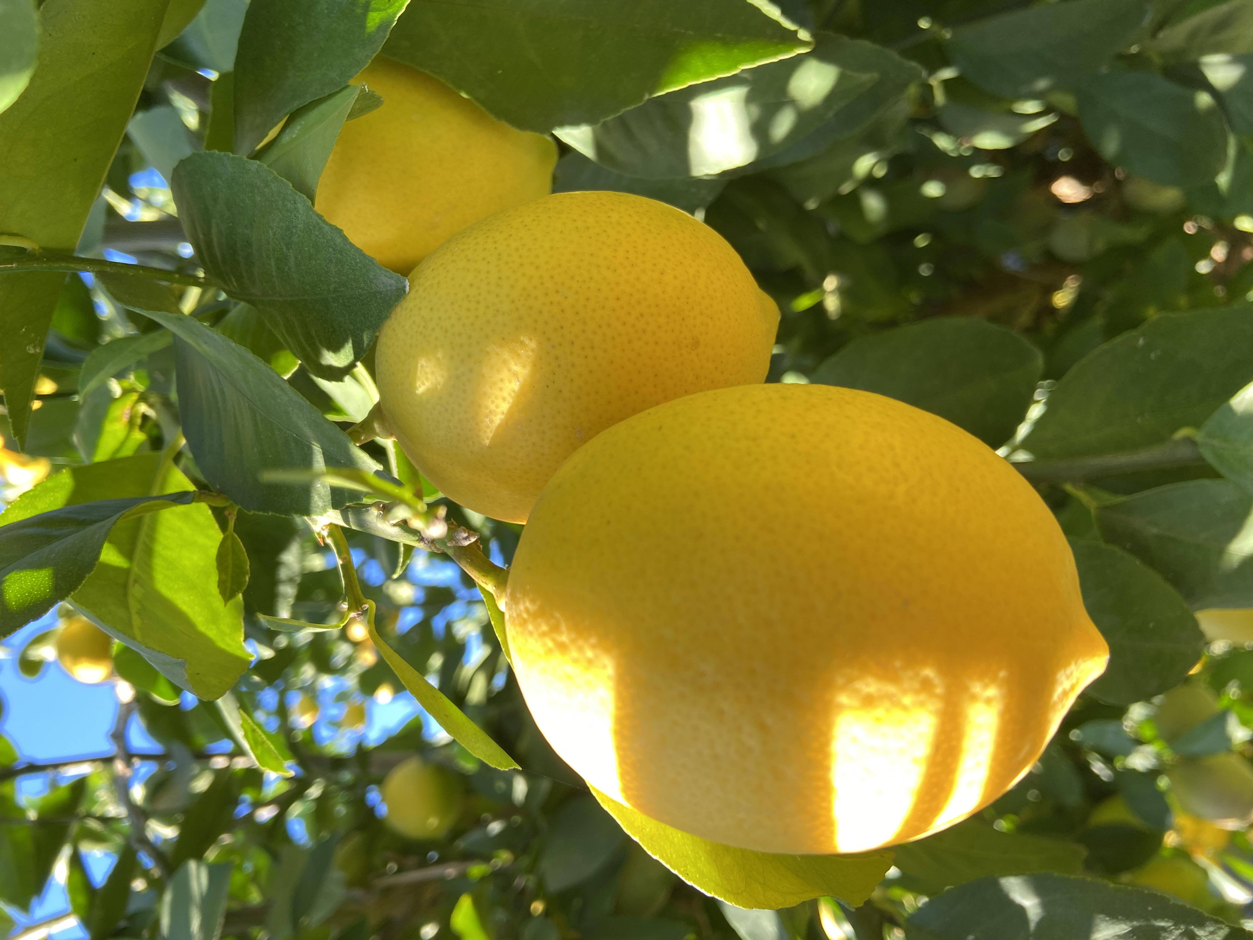 Limon - Mehmet Bayram tarafından verilen satılık limon ilanını ve diğer satılık limon ilanlarını tarimziraat.com adresinde bulabilirsiniz