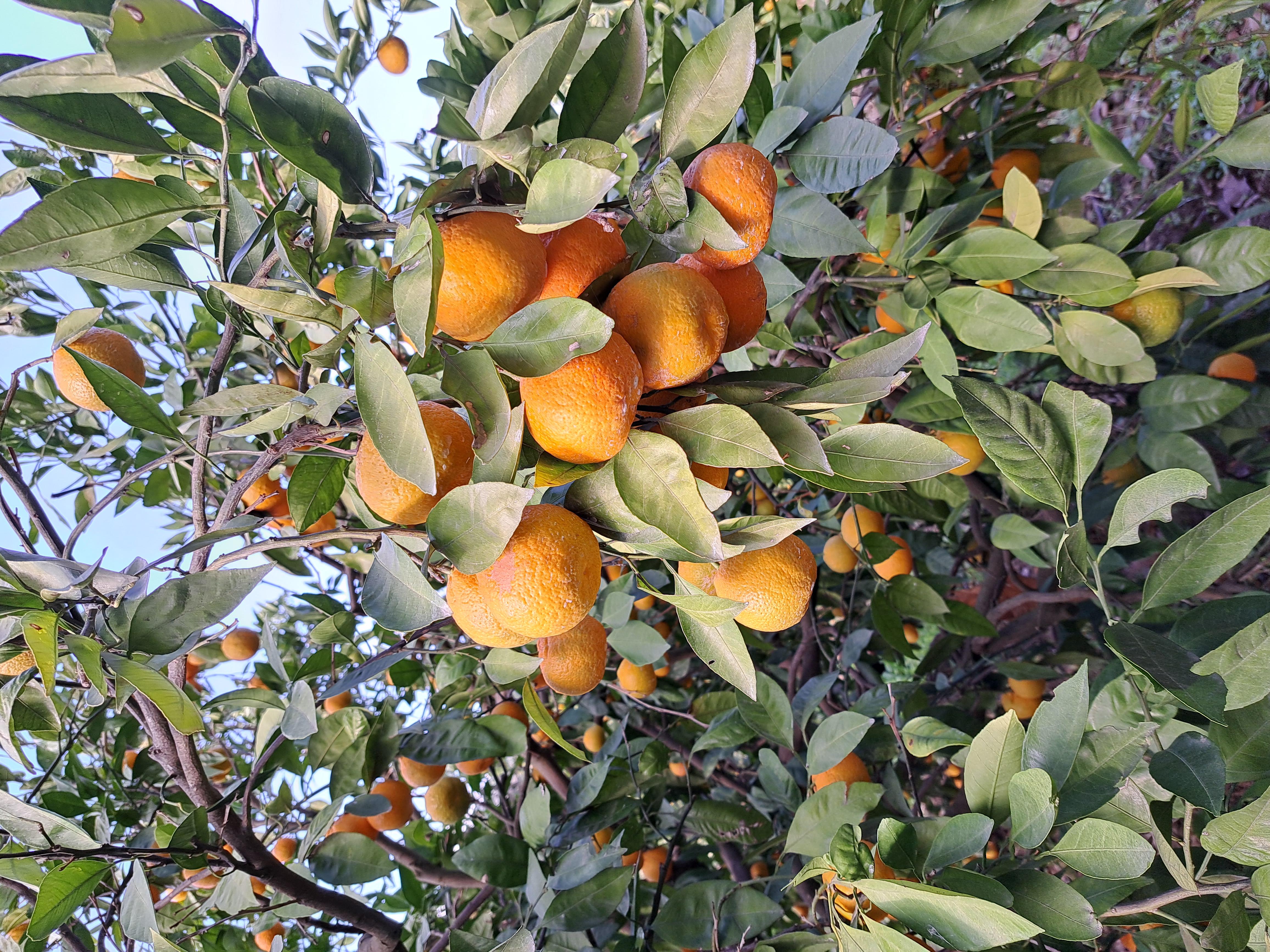 İzmir Seferihisar Satılık Mandalina