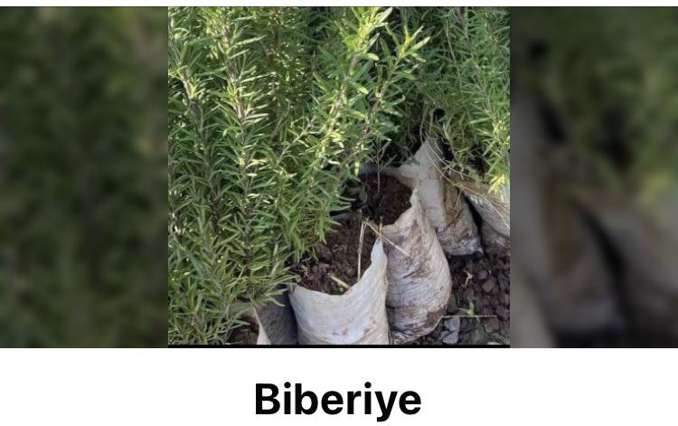 Biberiye - Murat Aydın tarafından verilen satılık biberiye ilanını ve diğer satılık biberiye ilanlarını tarimziraat.com adresinde bulabilirsiniz