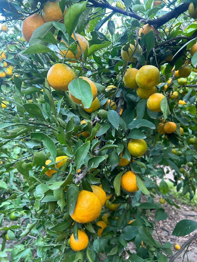 İstanbul Kadıköy Satılık Mandalina