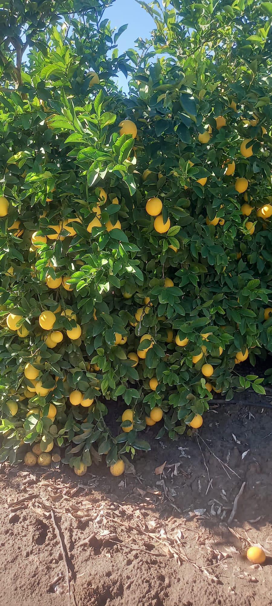 Rüzgar Yılmaz Satılık Limon - 01.12.2023
