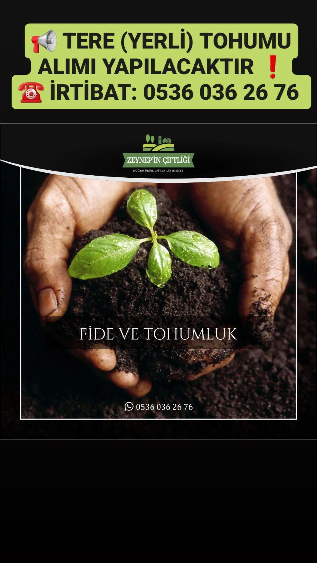 Zeynep'in Çiftliği Tere tohumu alımı - 03.04.2024