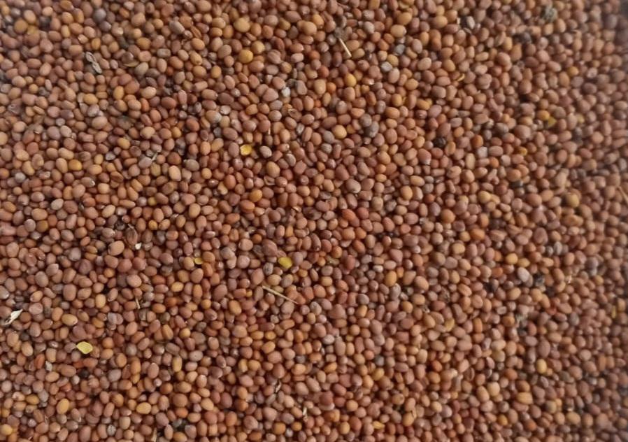 Turp tohumu - Zeynep'in Çiftliği tarafından verilen satılık turp tohumu ilanını ve diğer satılık turp tohumu ilanlarını tarimziraat.com adresinde bulabilirsiniz