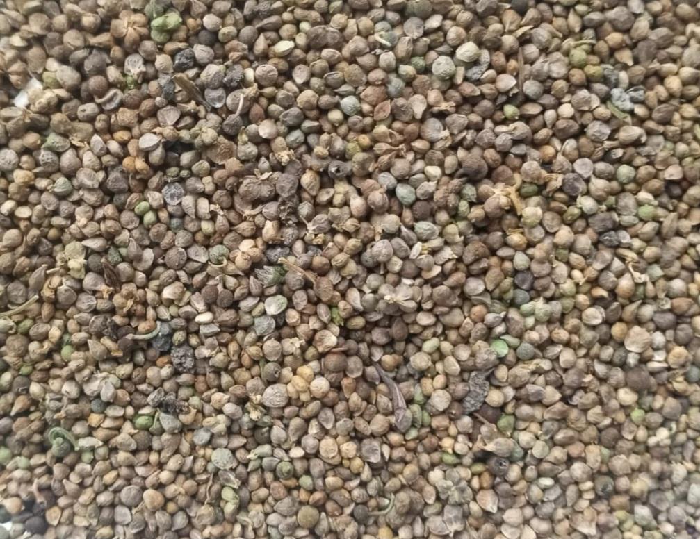 Ispanak tohumu - Zeynep'in Çiftliği tarafından verilen satılık matador çeşidi ispanak tohumu  ilanını ve diğer satılık ispanak tohumu ilanlarını tarimziraat.com adresinde bulabilirsiniz