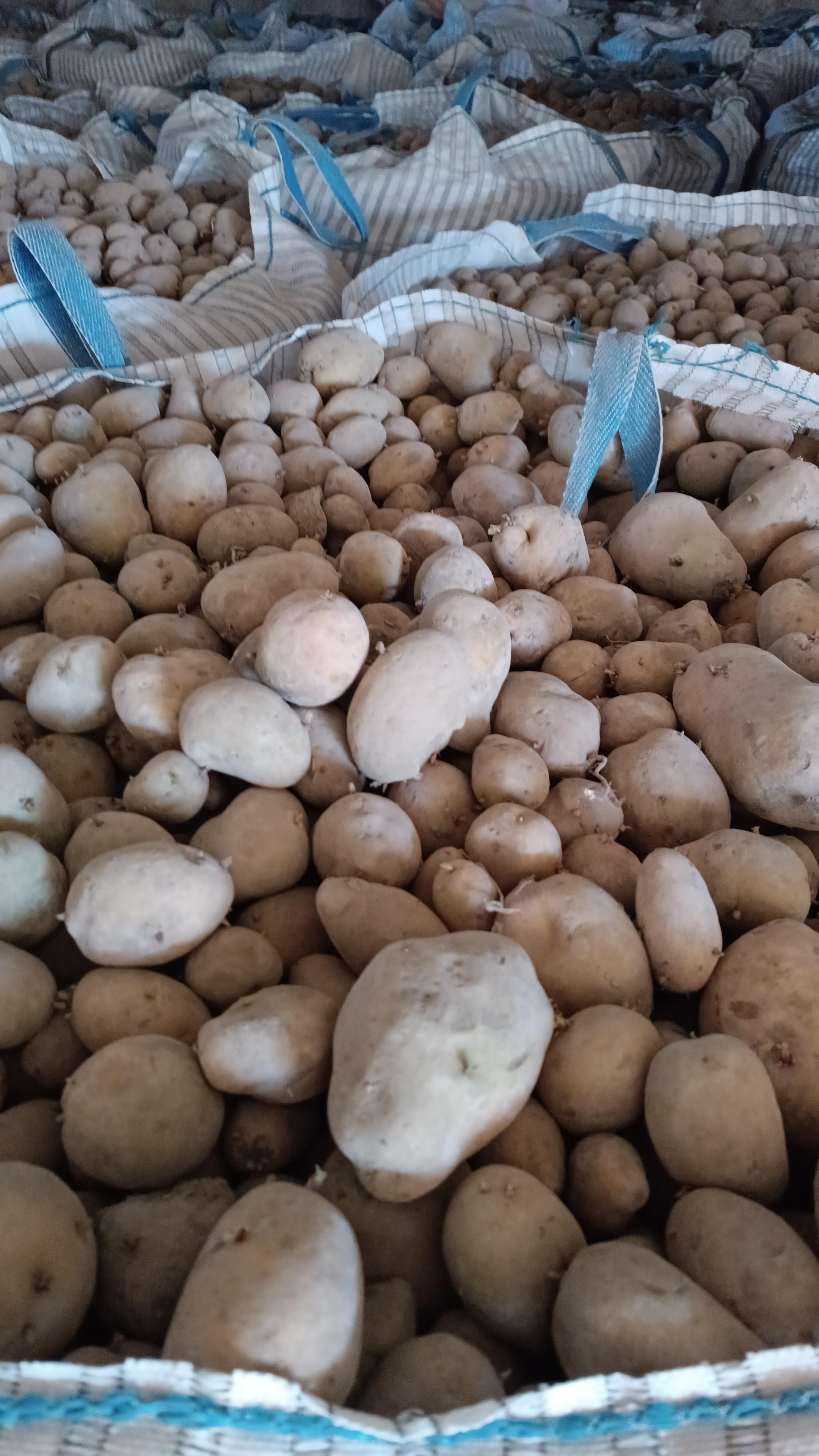 Habip Çakıllı Satılık Patates - 22.04.2024