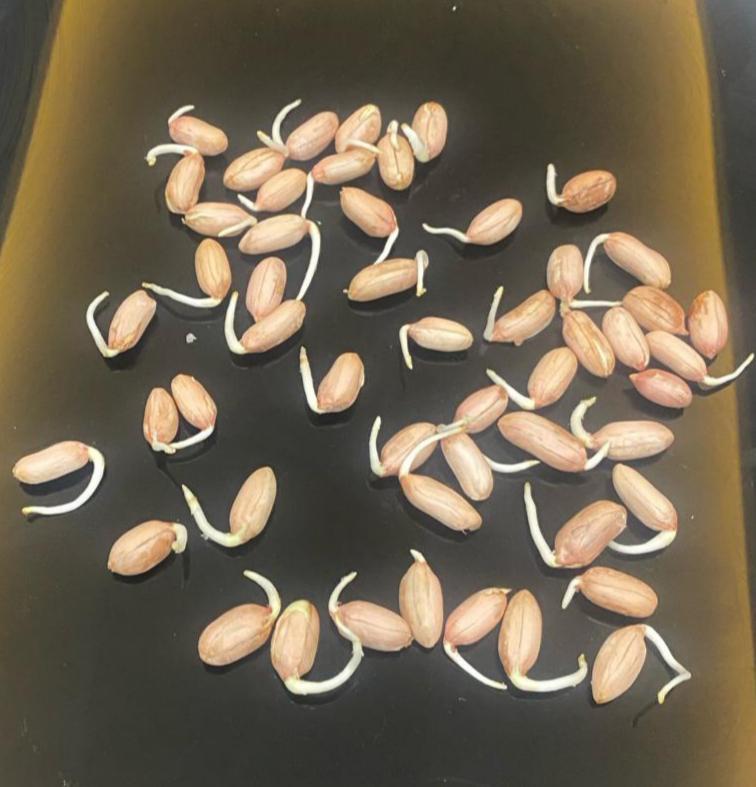 Yer fıstığı tohumu - Sedat Doğan tarafından verilen satılık nc-7 çeşidi yer fıstığı tohumu  ilanını ve diğer satılık yer fıstığı tohumu ilanlarını tarimziraat.com adresinde bulabilirsiniz