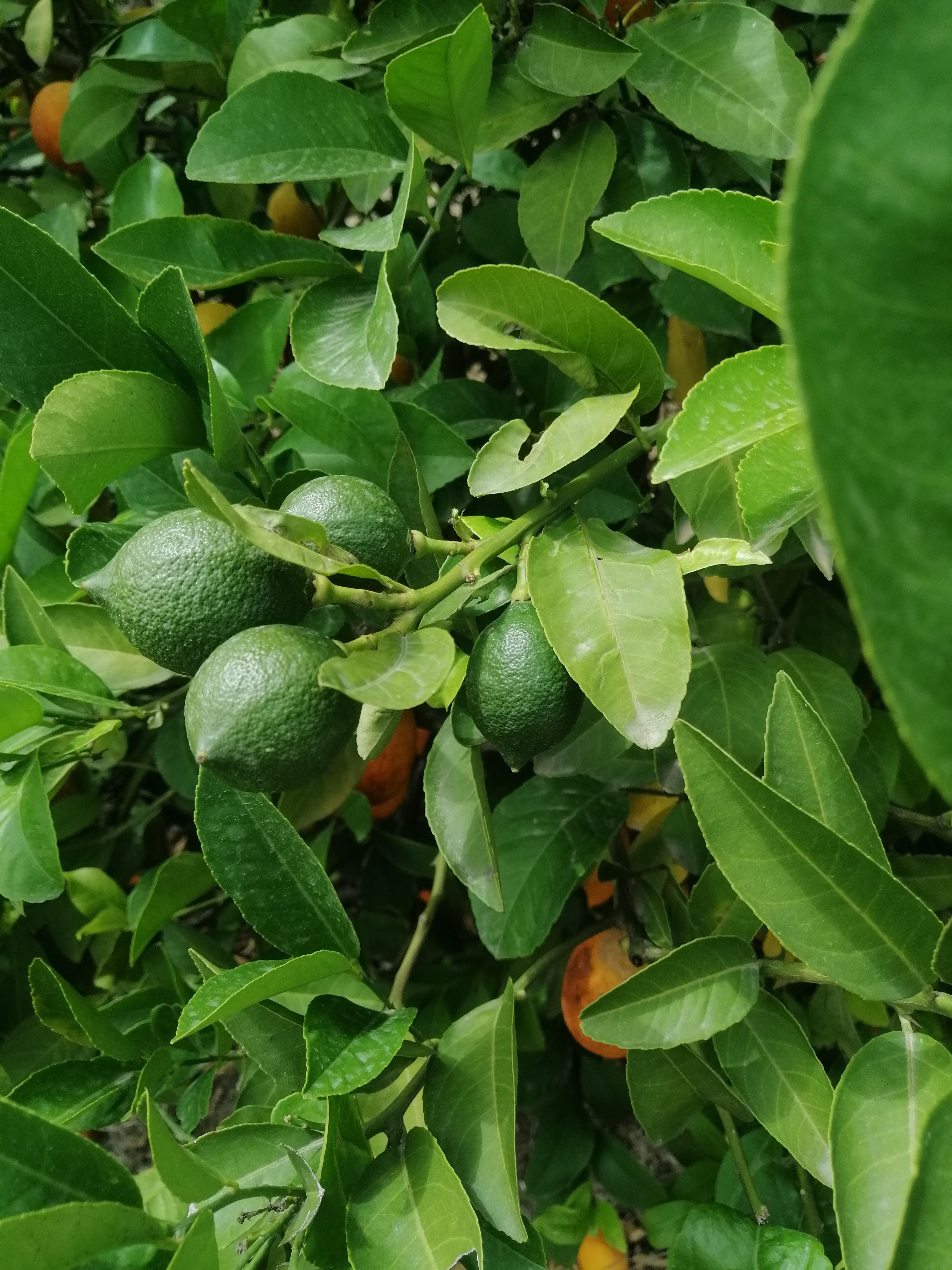 Limon - Alper Öztürk tarafından verilen satılık meyer çeşidi limon  ilanını ve diğer satılık limon ilanlarını tarimziraat.com adresinde bulabilirsiniz