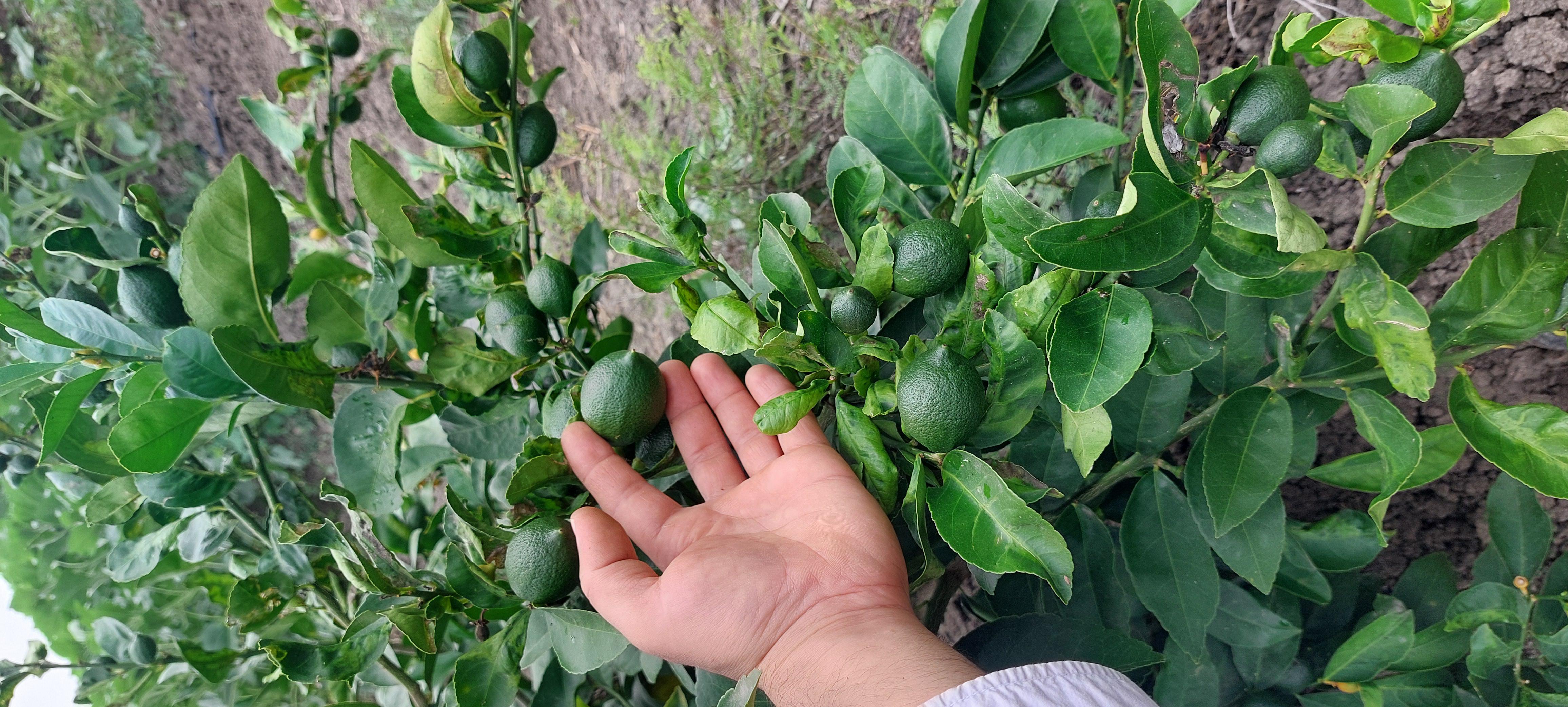 Limon - İdris Kamekçi tarafından verilen satılık meyer çeşidi limon  ilanını ve diğer satılık limon ilanlarını tarimziraat.com adresinde bulabilirsiniz