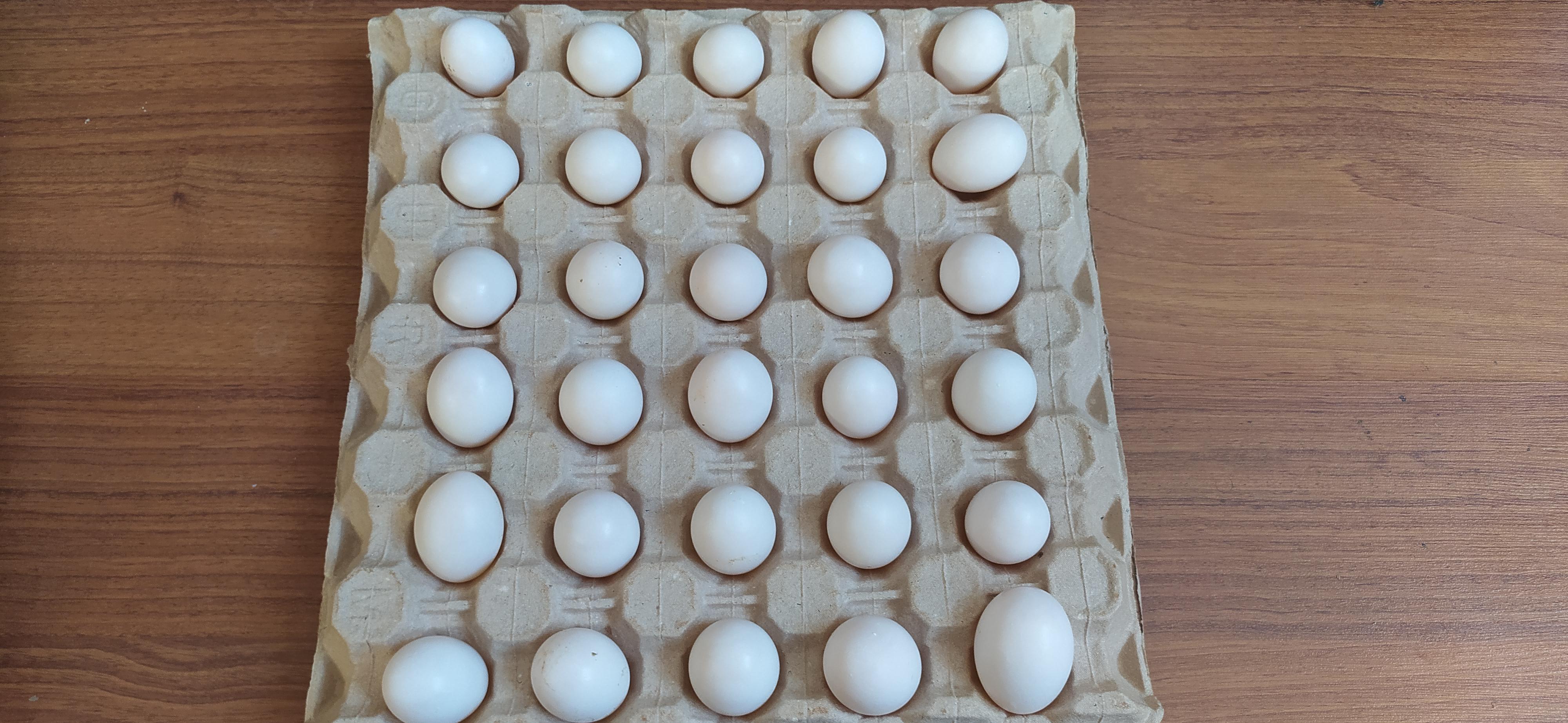 Güvercin yumurtası - Süleyman Özyurt tarafından verilen satılık güvercin yumurtası ilanını ve diğer satılık güvercin yumurtası ilanlarını tarimziraat.com adresinde bulabilirsiniz