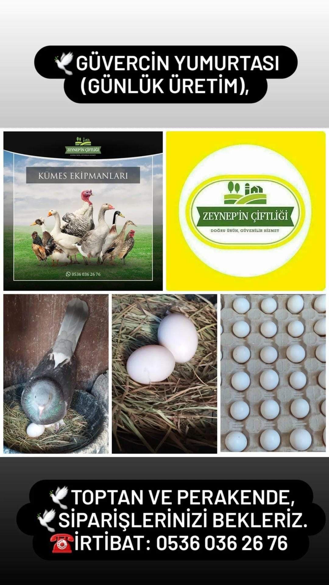 Güvercin yumurtası - Zeynep'in Çiftliği tarafından verilen satılık güvercin yumurtası ilanını ve diğer satılık güvercin yumurtası ilanlarını tarimziraat.com adresinde bulabilirsiniz