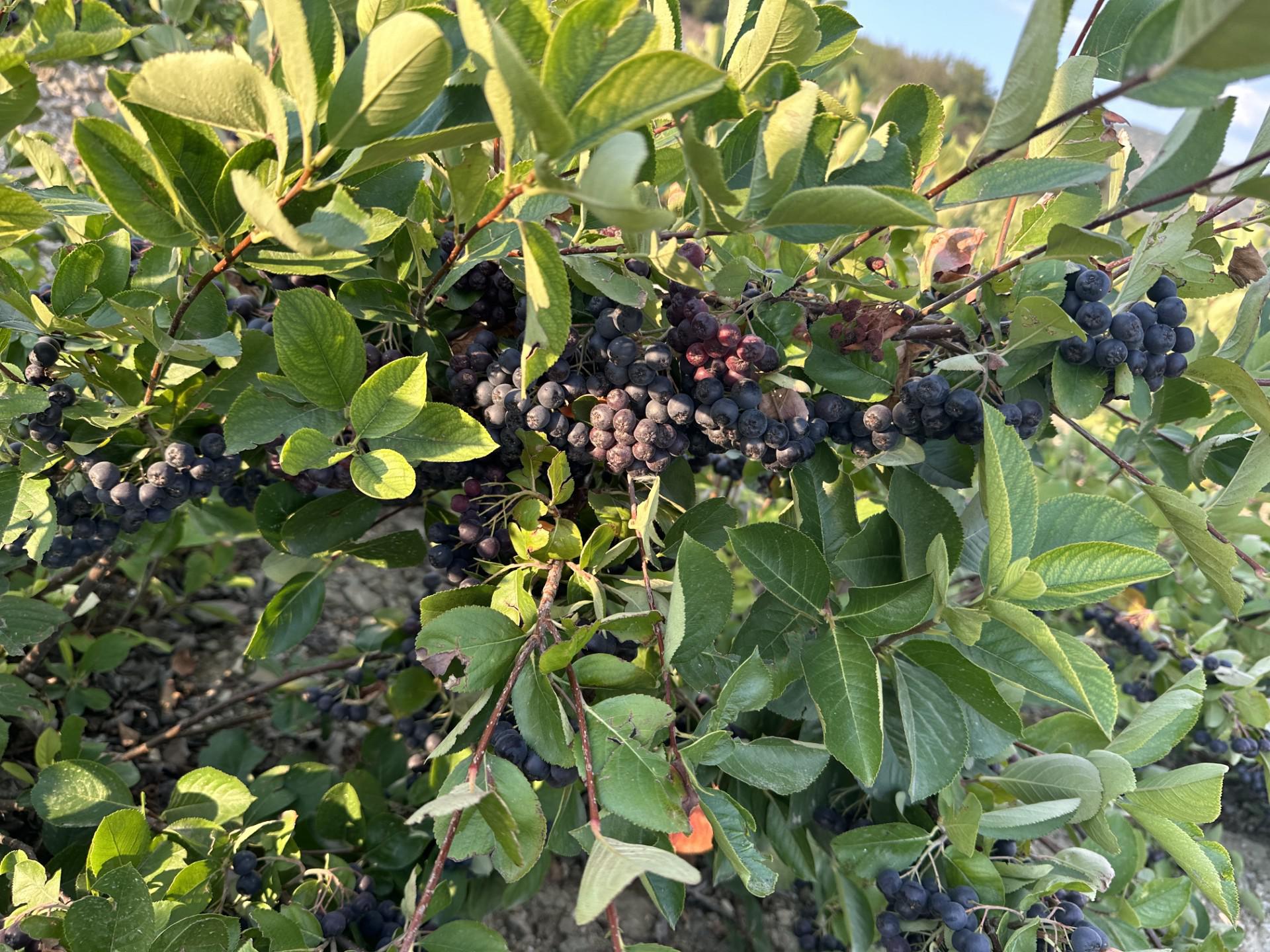 Onder Keles Satılık Aronia - 08.09.2024