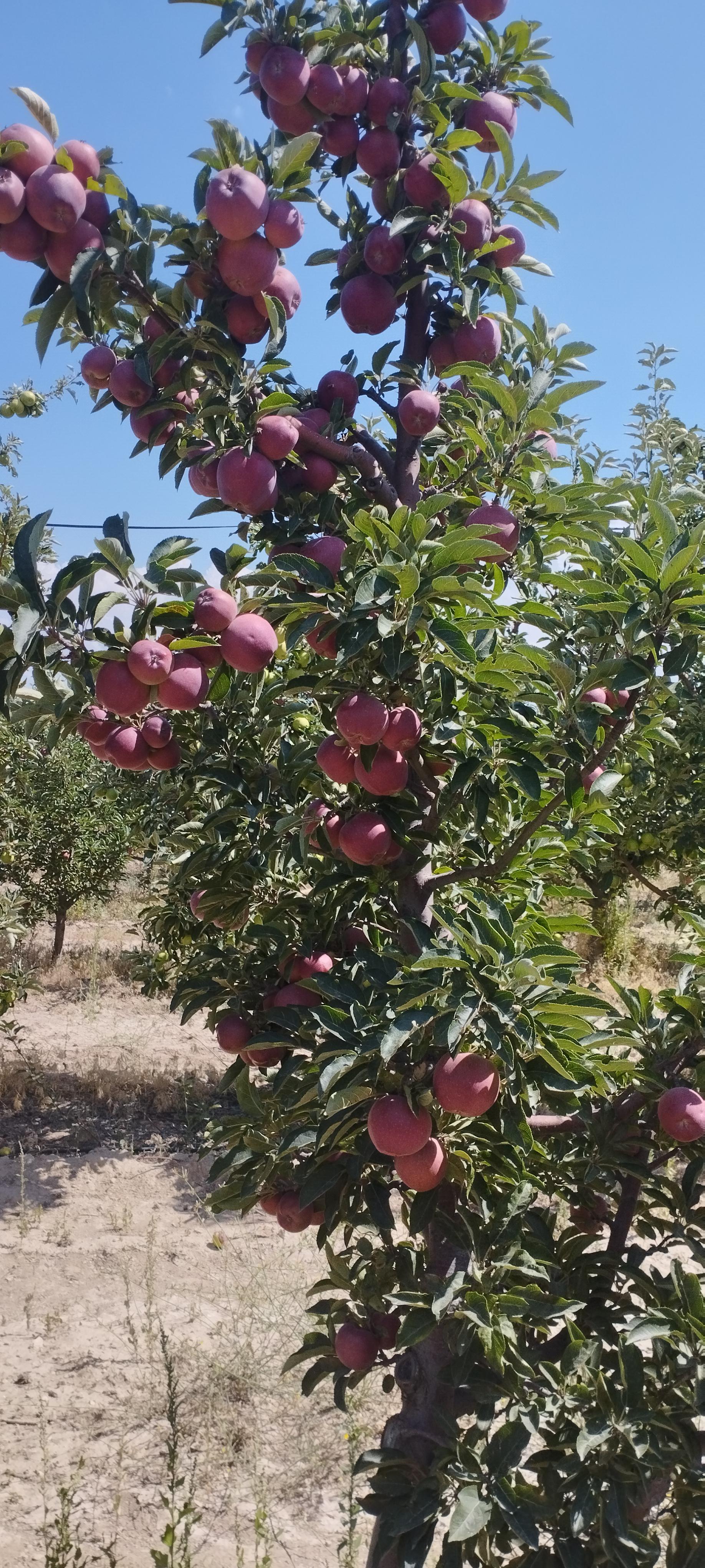 Elma - Cuma Karademir tarafından verilen satılık granny smith çeşidi elma  ilanını ve diğer satılık elma ilanlarını tarimziraat.com adresinde bulabilirsiniz