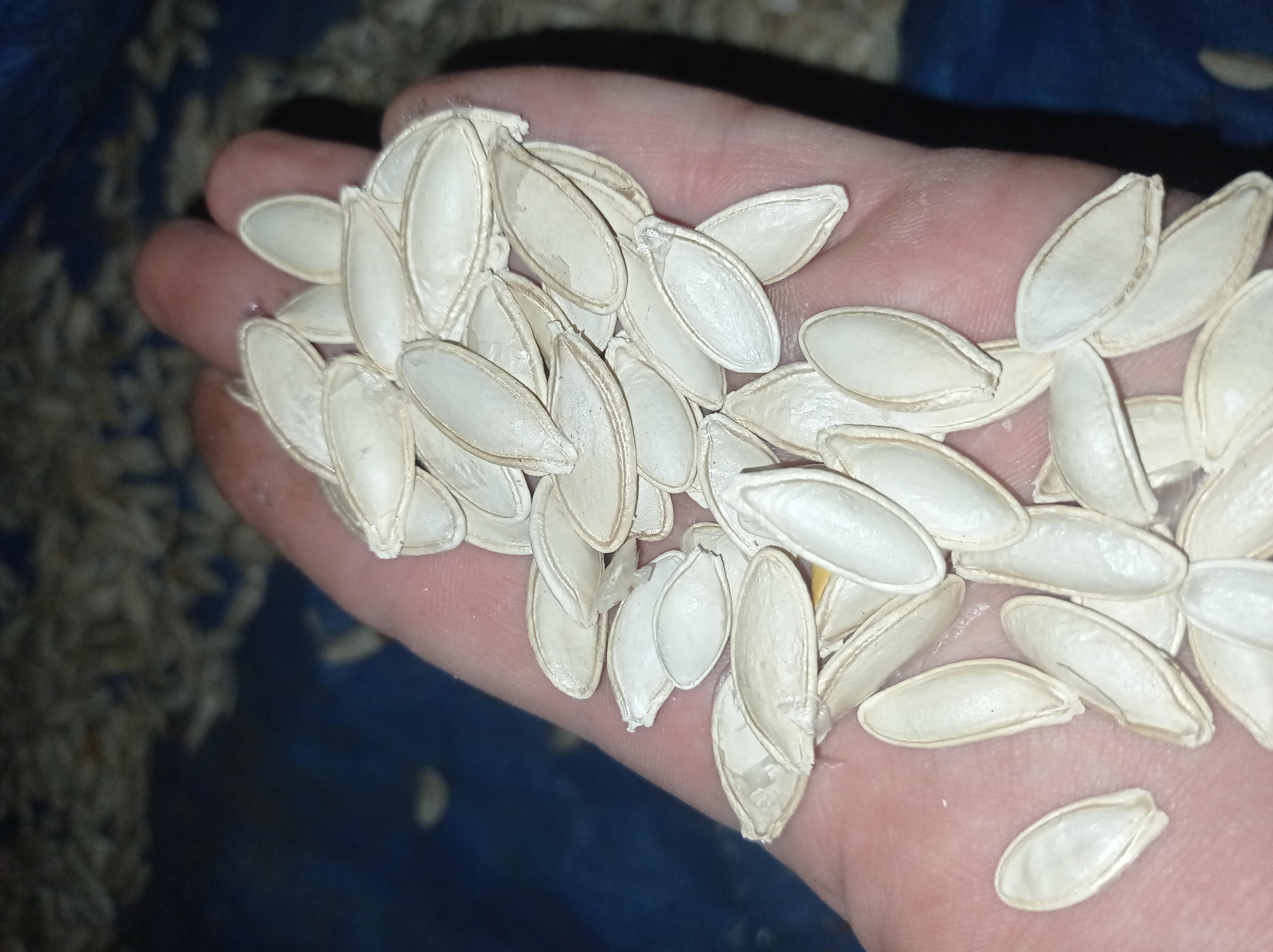 Kırıkkale Balışeyh Satılık Kabak Çekirdeği