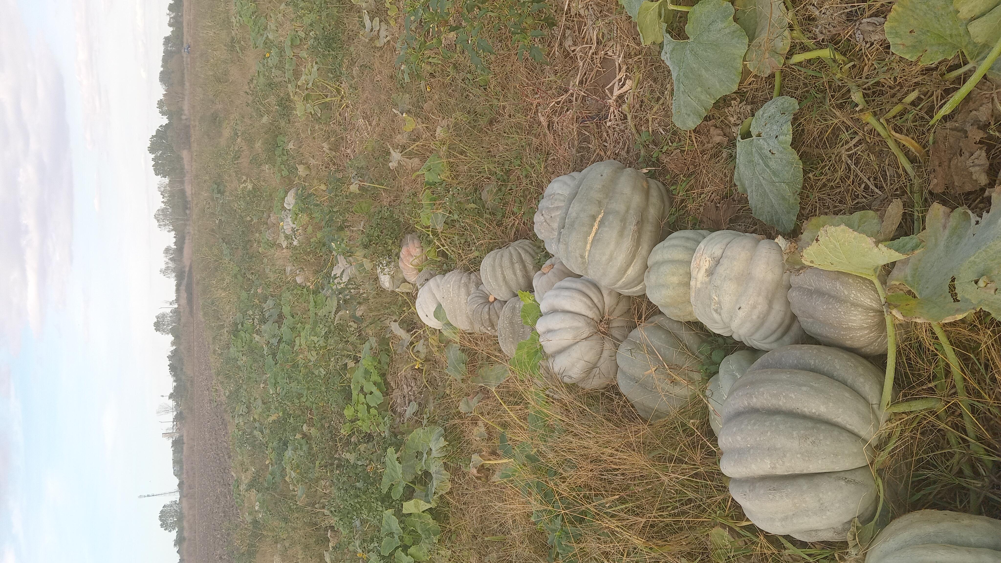 Atakan Yiğiter Satılık Bal Kabağı - 14.10.2024