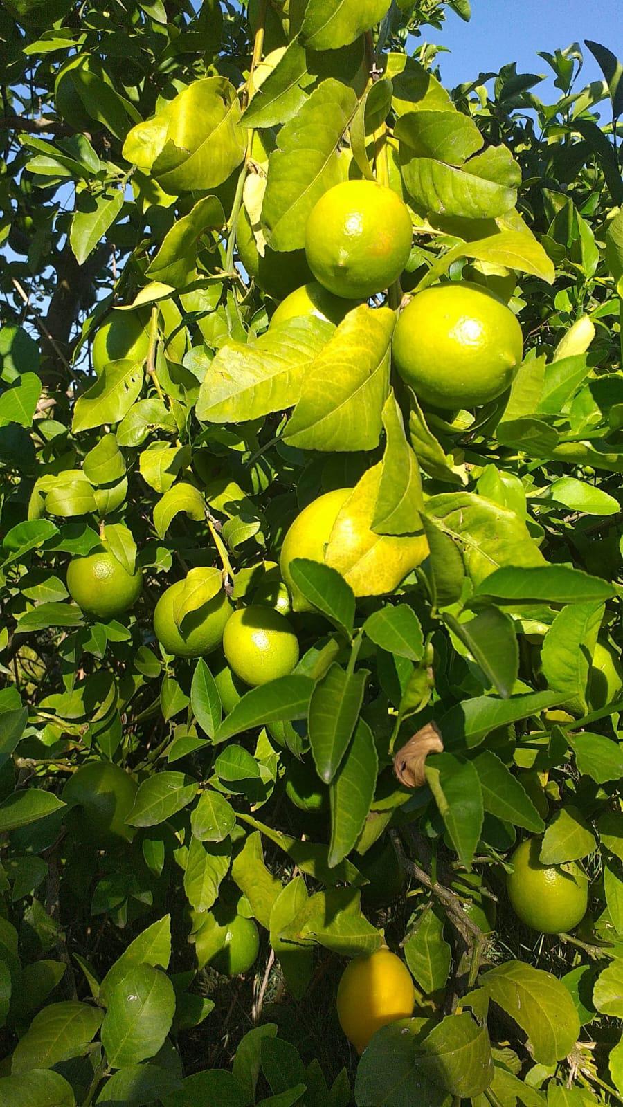 Ezgi Pire Satılık Limon - 23.10.2024