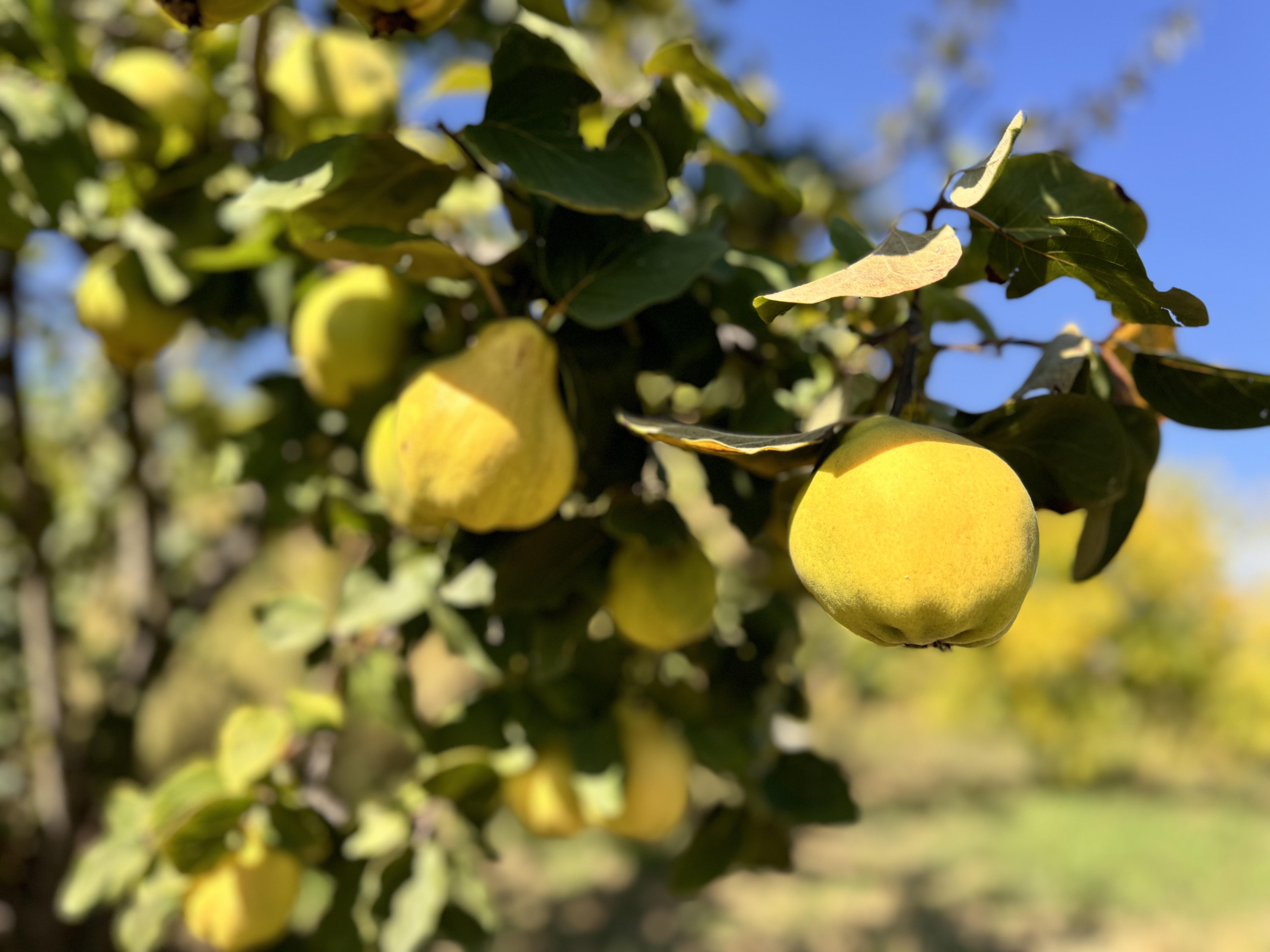 Ayva - Ali Demiröz tarafından verilen satılık limon çeşidi ayva  ilanını ve diğer satılık ayva ilanlarını tarimziraat.com adresinde bulabilirsiniz