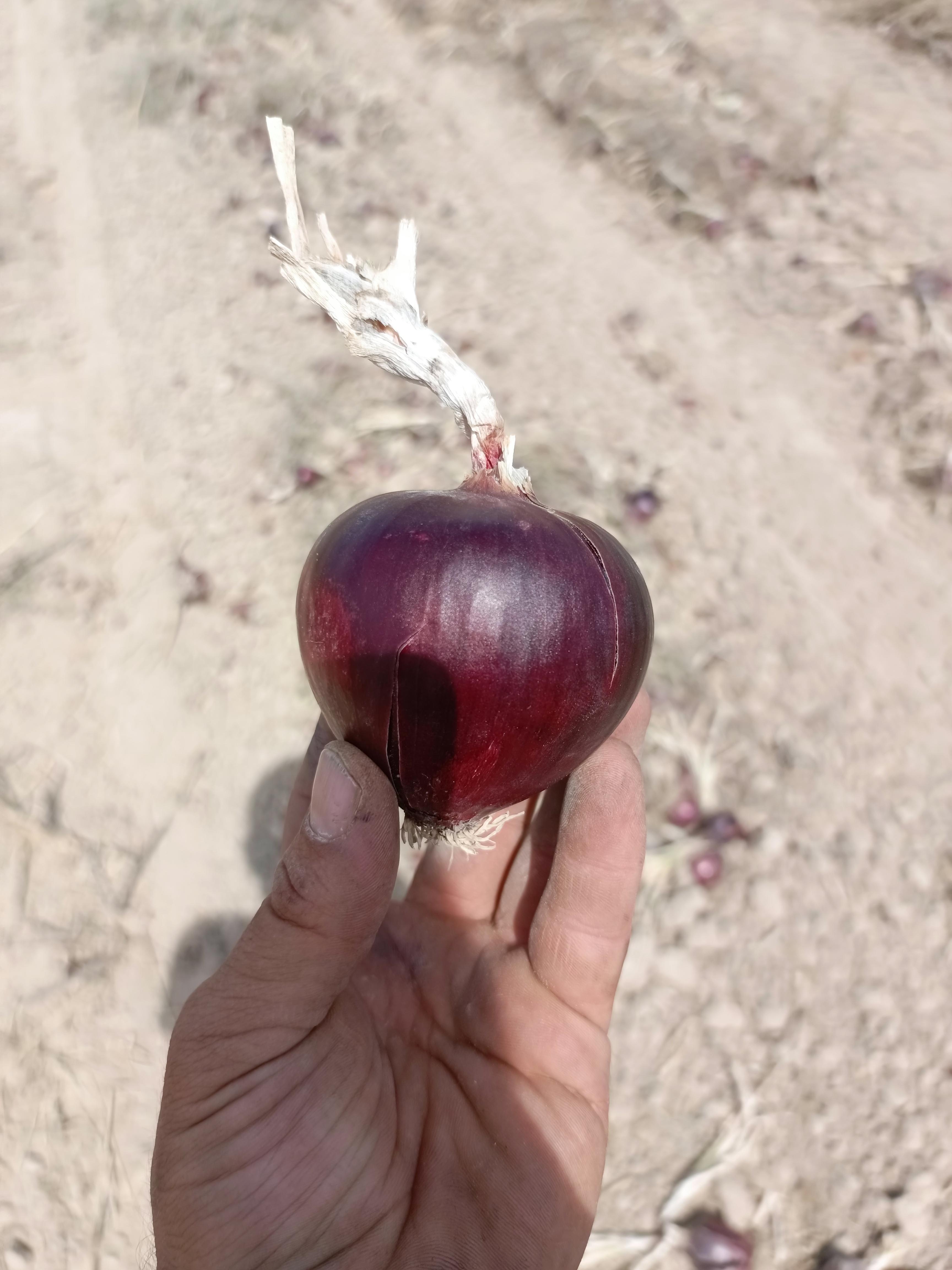 Afyonkarahisar Bolvadin Satılık Soğan (Kuru)