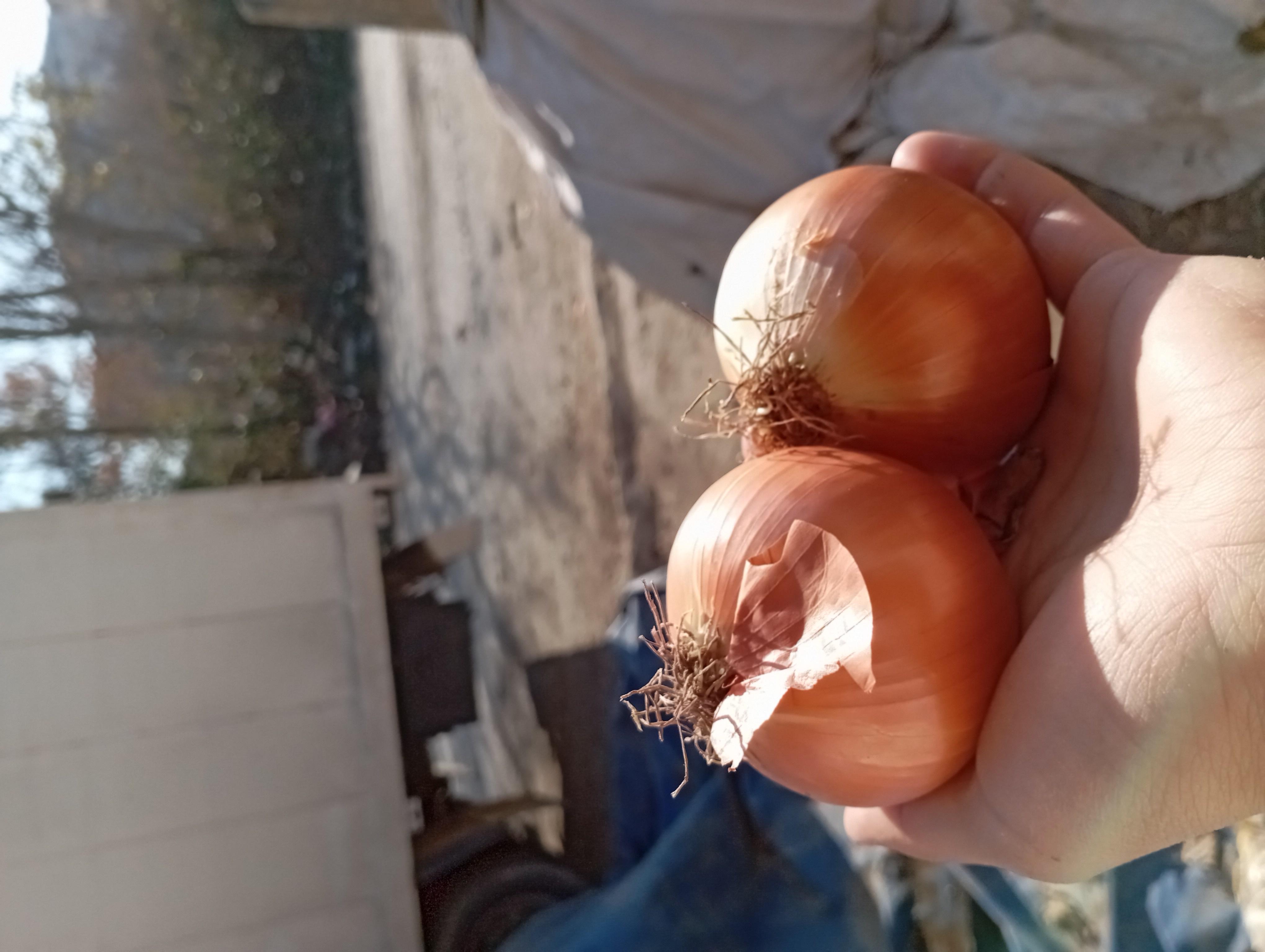 Soğan (Kuru) - Sinan Yavşan tarafından verilen satılık çorum çeşidi soğan (kuru)  ilanını ve diğer satılık soğan (kuru) ilanlarını tarimziraat.com adresinde bulabilirsiniz