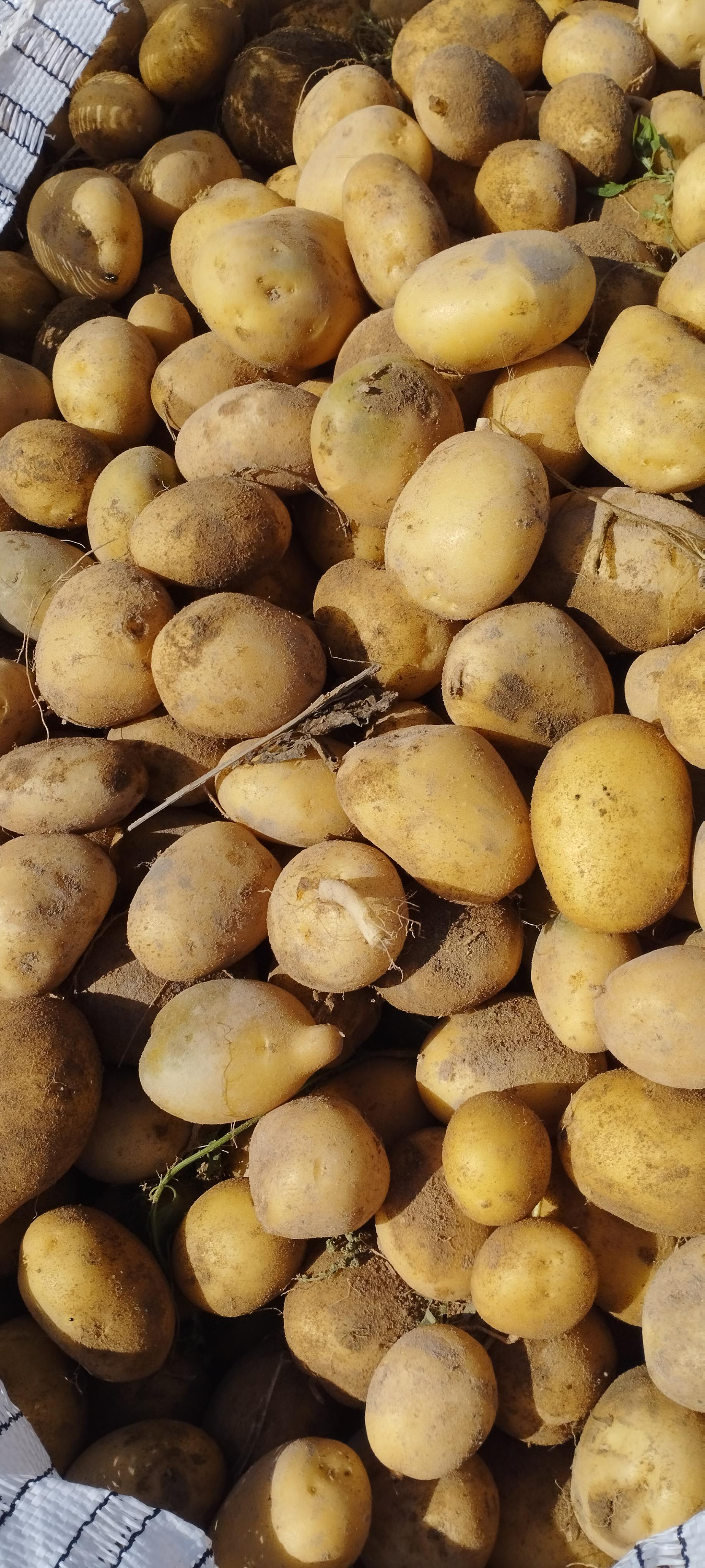 Niğde Merkez Satılık Patates tohumu