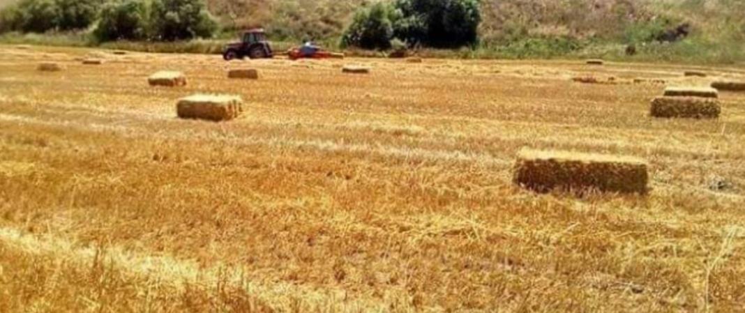 Buğday samanı - Mardi̇n Mb tarafından verilen satılık buğday samanı ilanını ve diğer satılık buğday samanı ilanlarını tarimziraat.com adresinde bulabilirsiniz