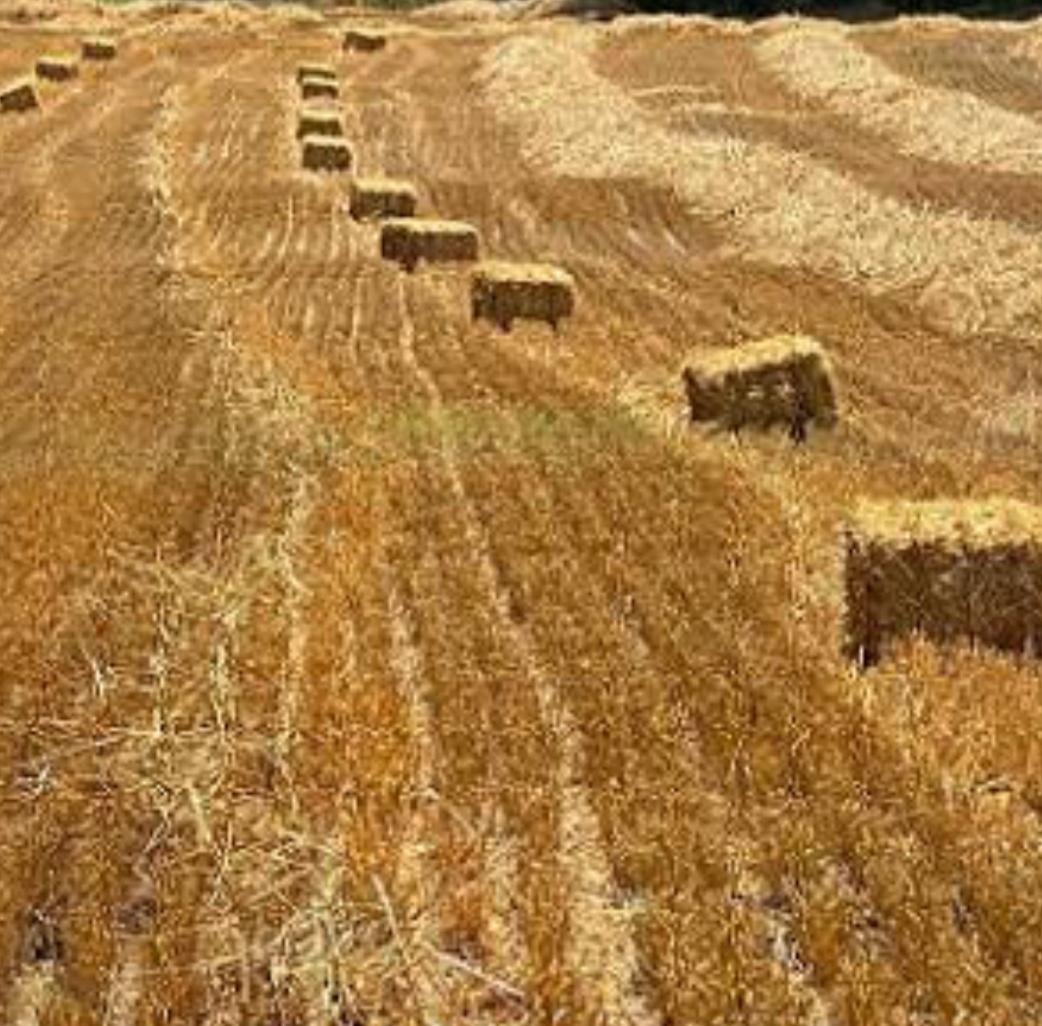 Mardin Kızıltepe Satılık Buğday samanı