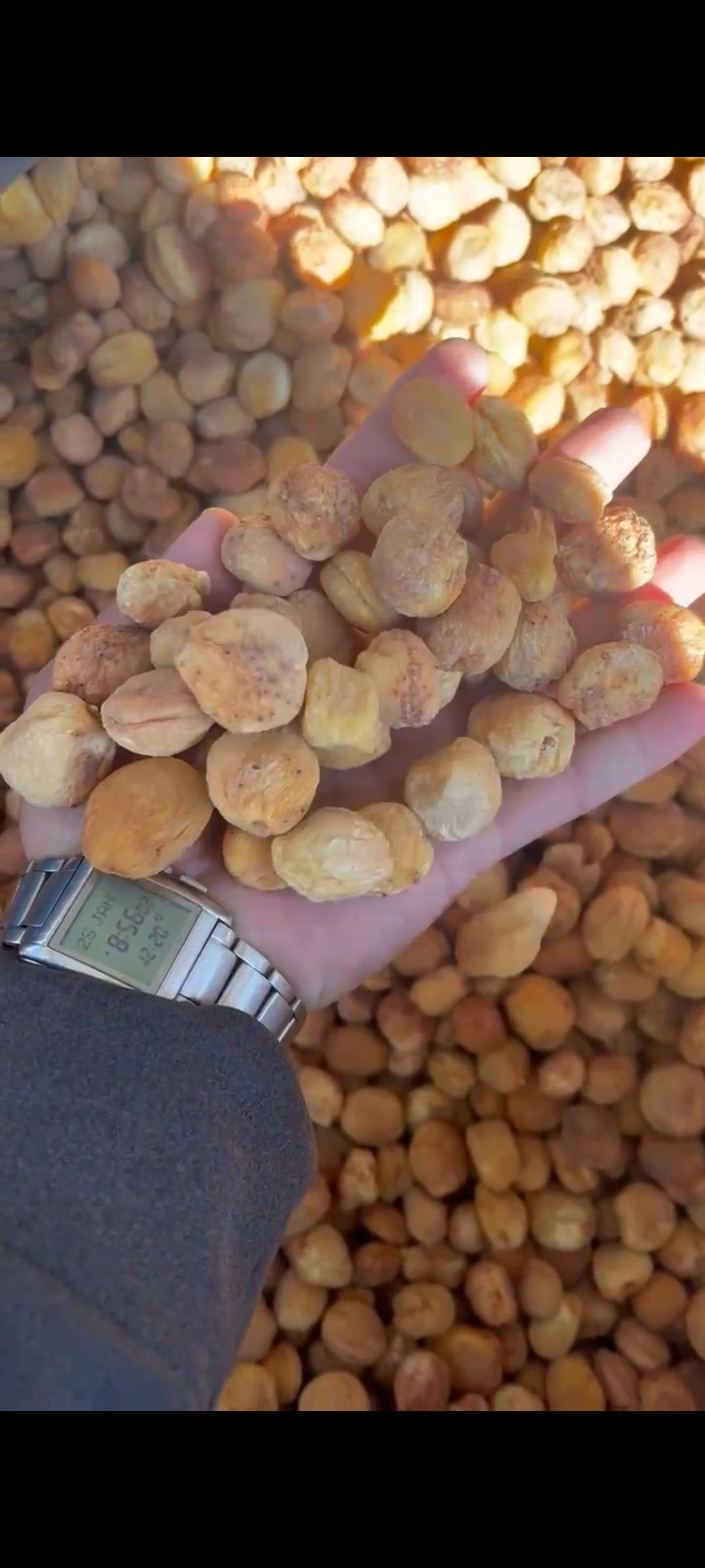 Kayısı - Mohammad Asif Niaz tarafından verilen satılık kayısı ilanını ve diğer satılık kayısı ilanlarını tarimziraat.com adresinde bulabilirsiniz