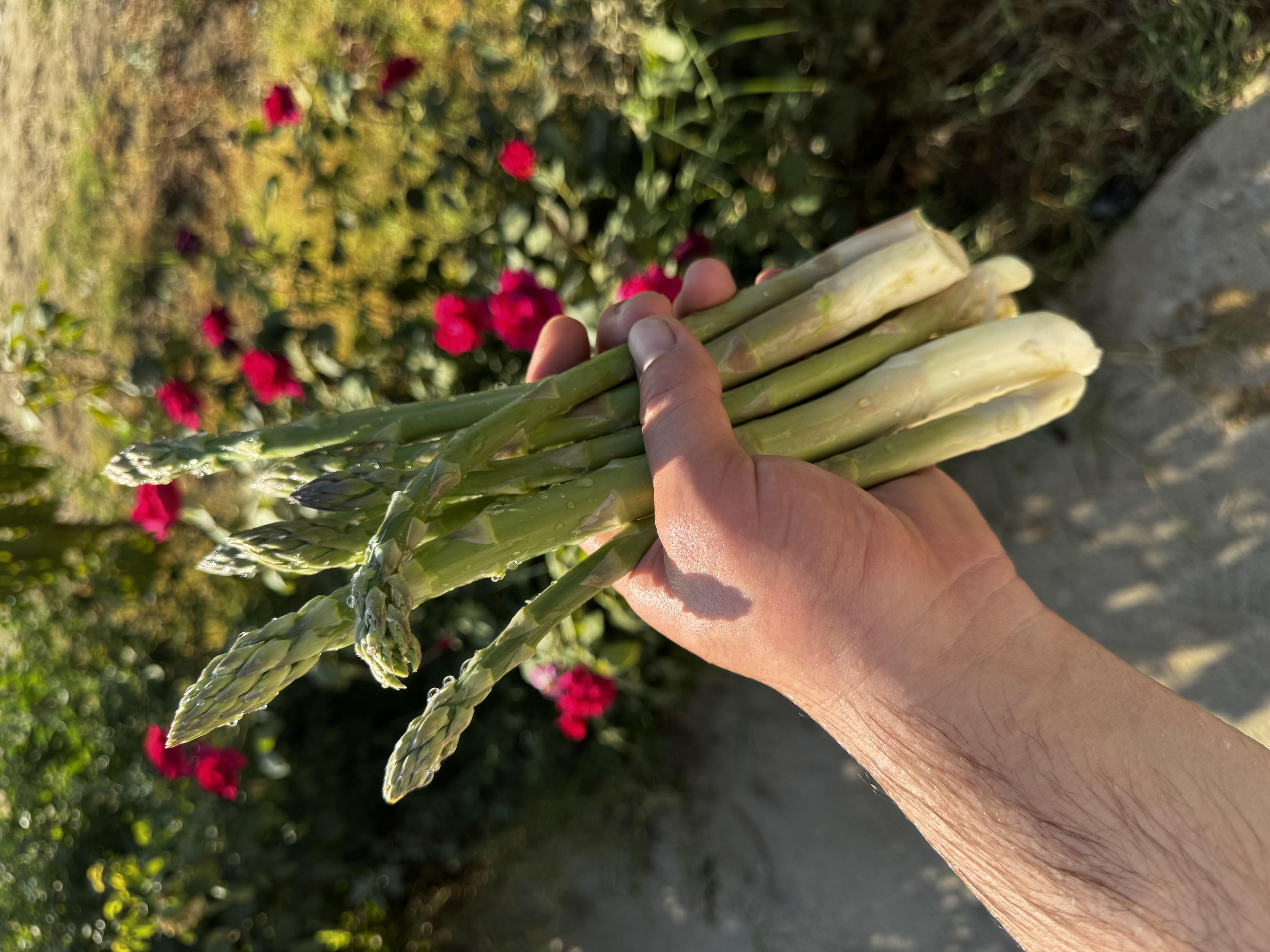 Manisa Gölmarmara Satılık Kuşkonmaz