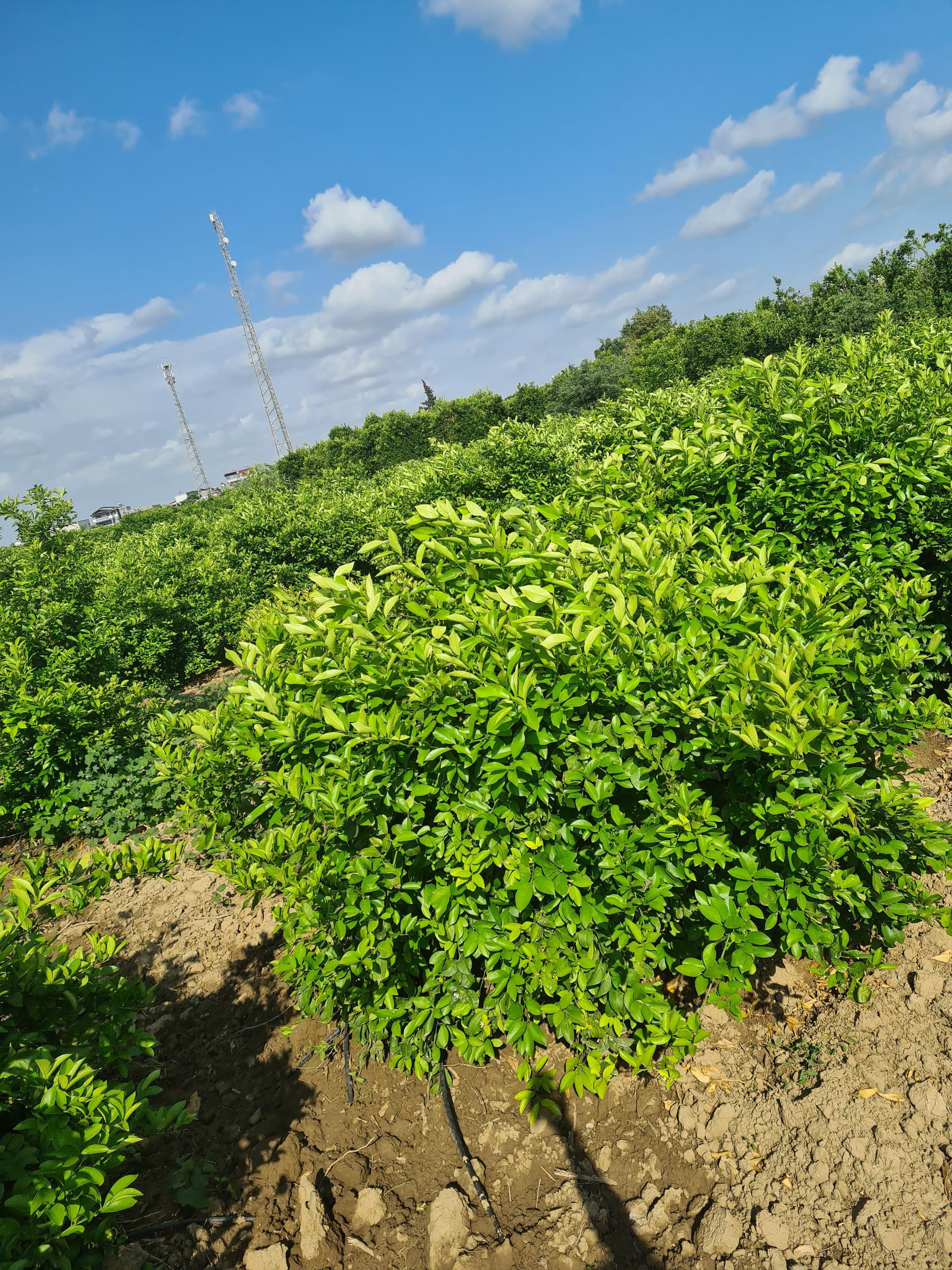 Adana Seyhan Satılık Limon