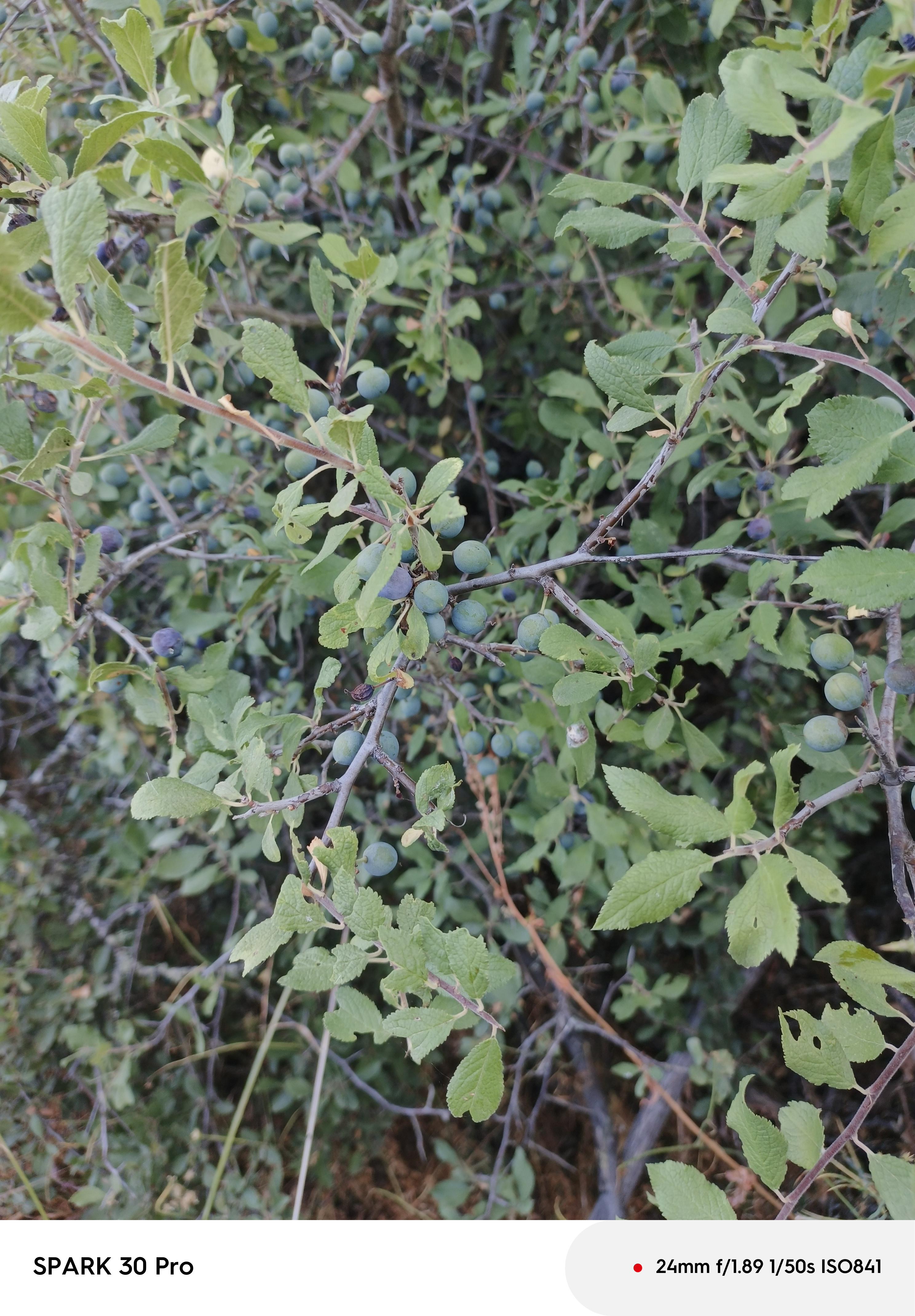 Çanakkale Bayramiç Satılık Güvem Eriği