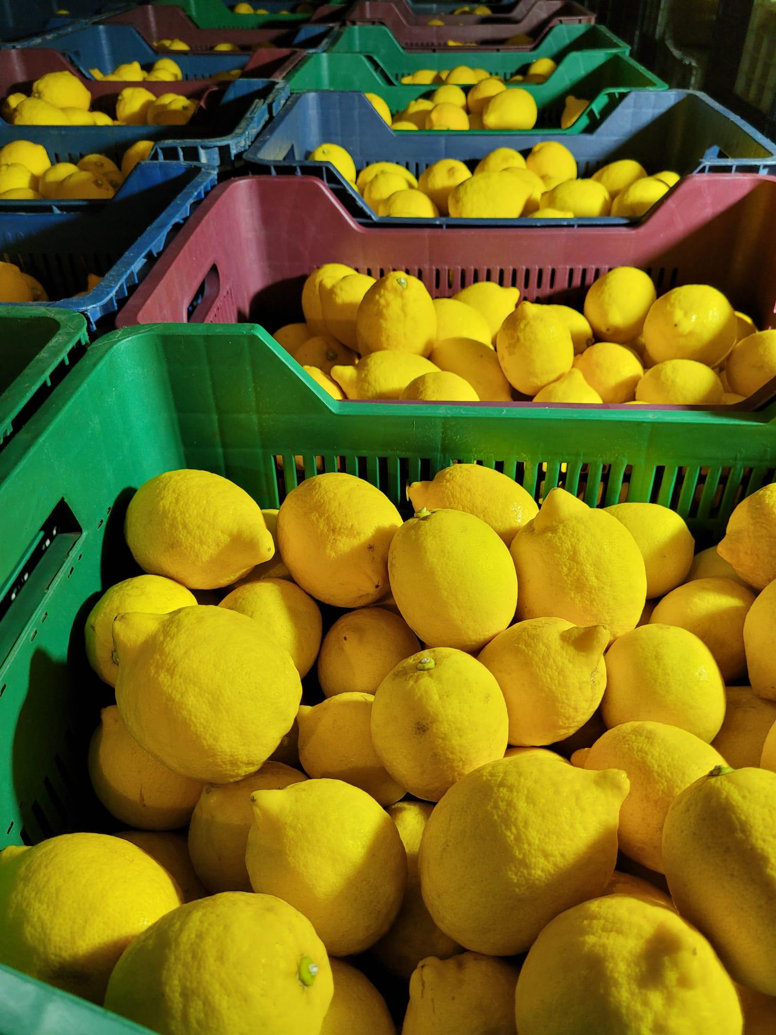Limon - Mustafa Yiğit Ünlü tarafından verilen satılık yediveren çeşidi limon  ilanını ve diğer satılık limon ilanlarını tarimziraat.com adresinde bulabilirsiniz