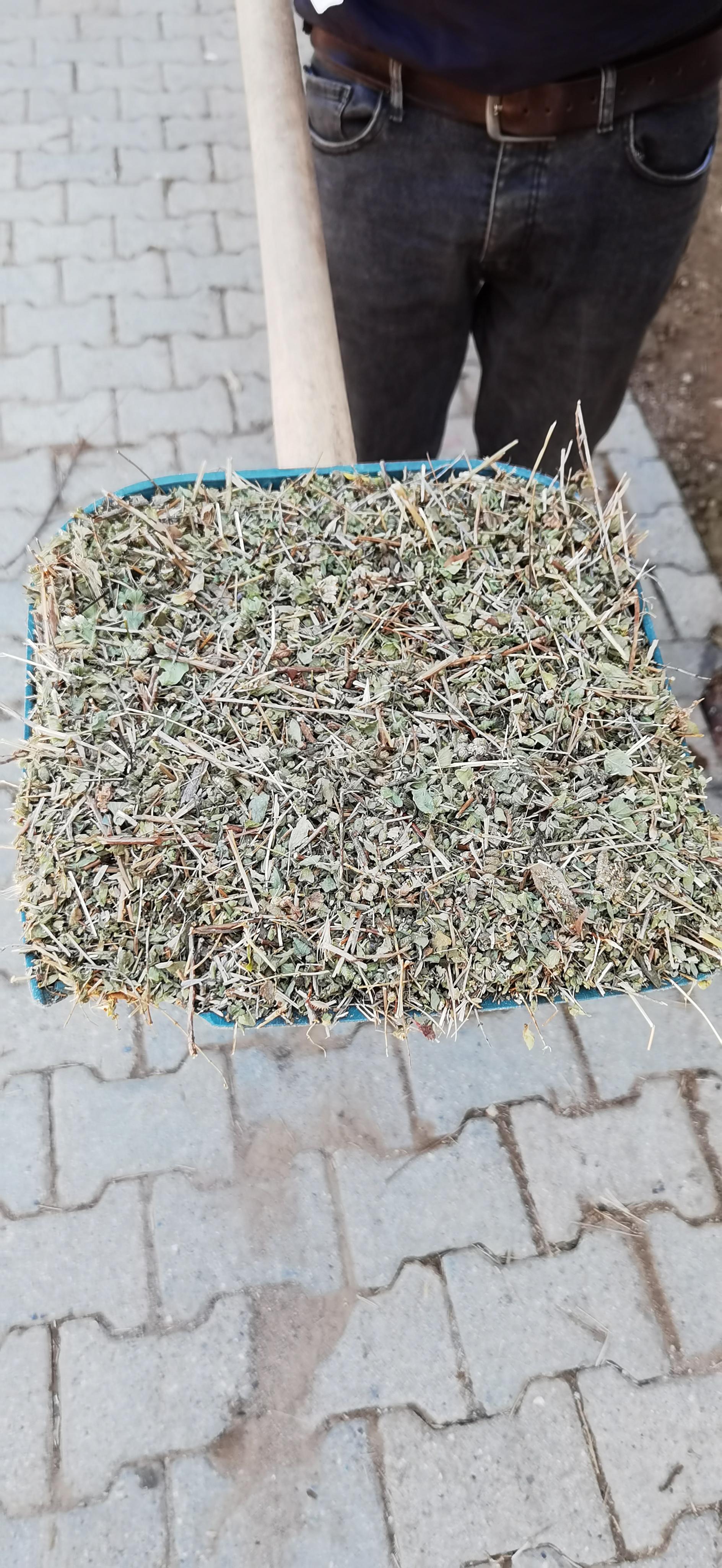 Aydın Nazilli Satılık Kekik