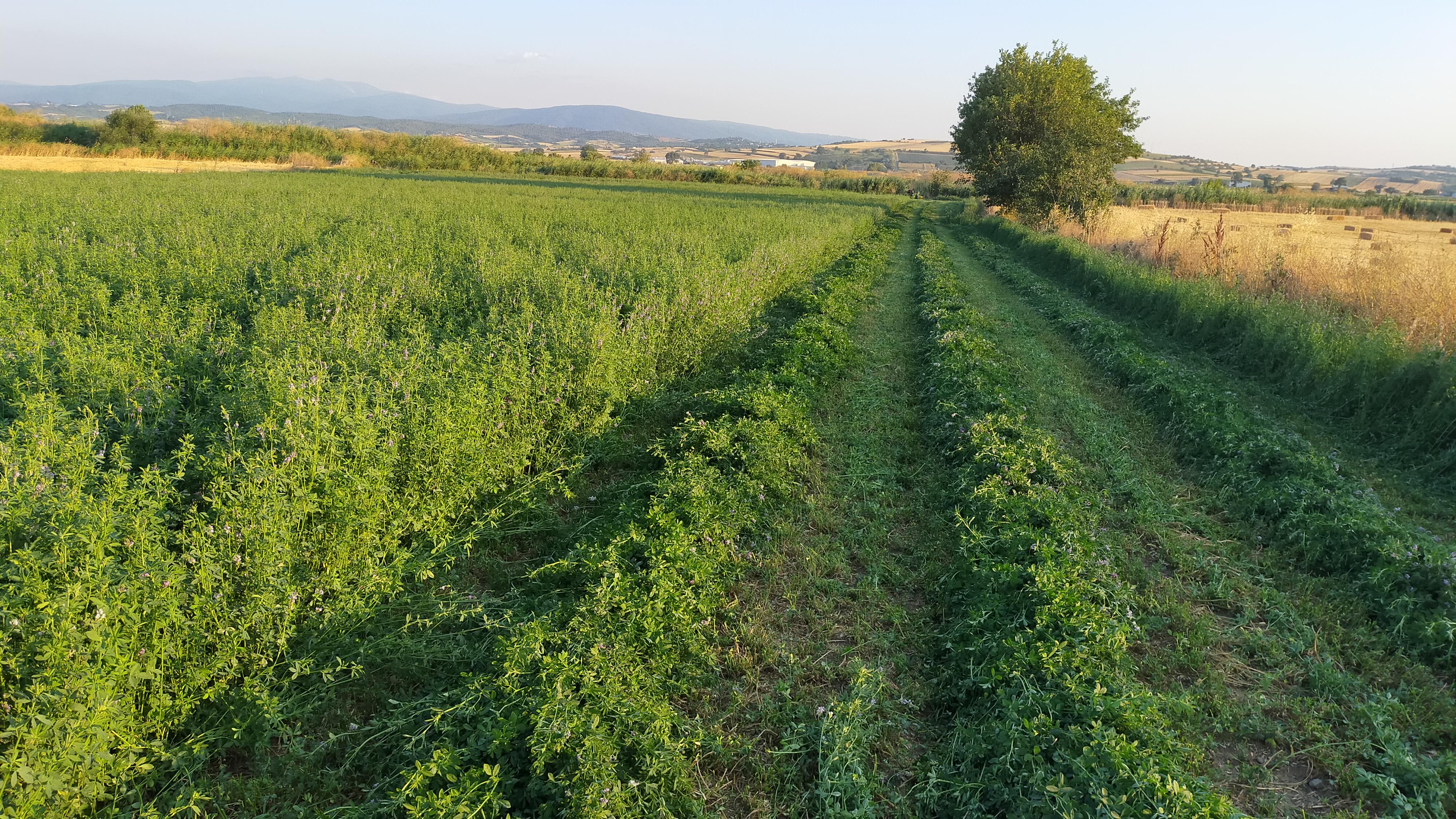 Yonca Balyası - Olcay Toklu tarafından verilen satılık yonca balyası ilanını ve diğer satılık yonca balyası ilanlarını tarimziraat.com adresinde bulabilirsiniz