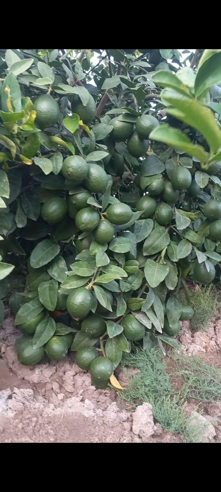 Limon - Yakup Yakup tarafından verilen satılık meyer çeşidi limon  ilanını ve diğer satılık limon ilanlarını tarimziraat.com adresinde bulabilirsiniz